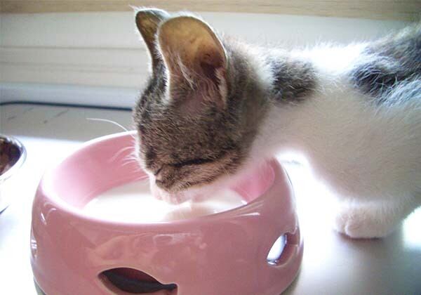 猫 ポストカード The Cat who....ミルク 10x14.8センチ(cm)官製はがきサイズ 猫写真 はがき ねこ葉書 ネコハガキ Postcard アイとちび アイシス