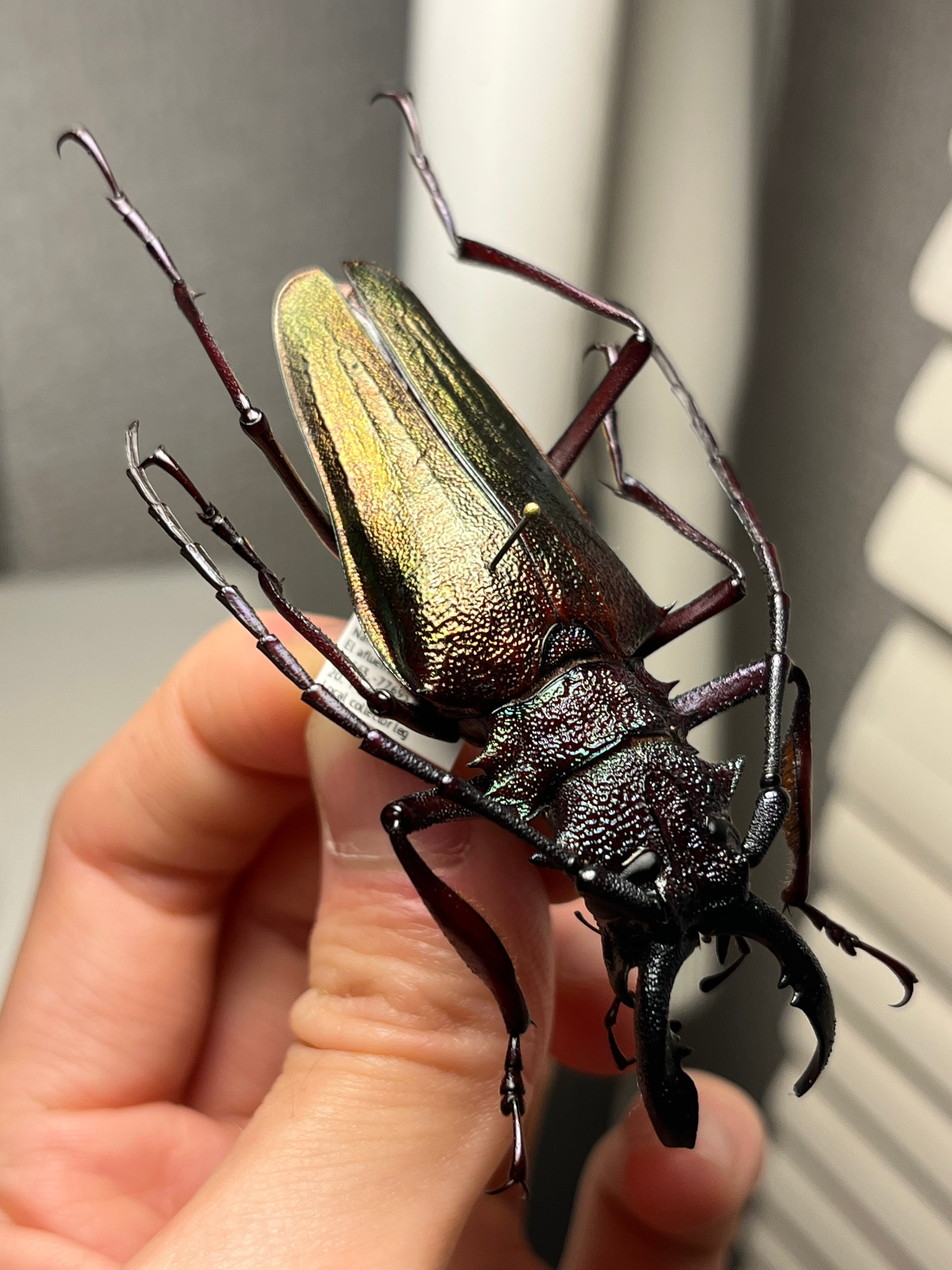 70mm】ルリオニカミキリ ムラサキオニノコギリカミキリ