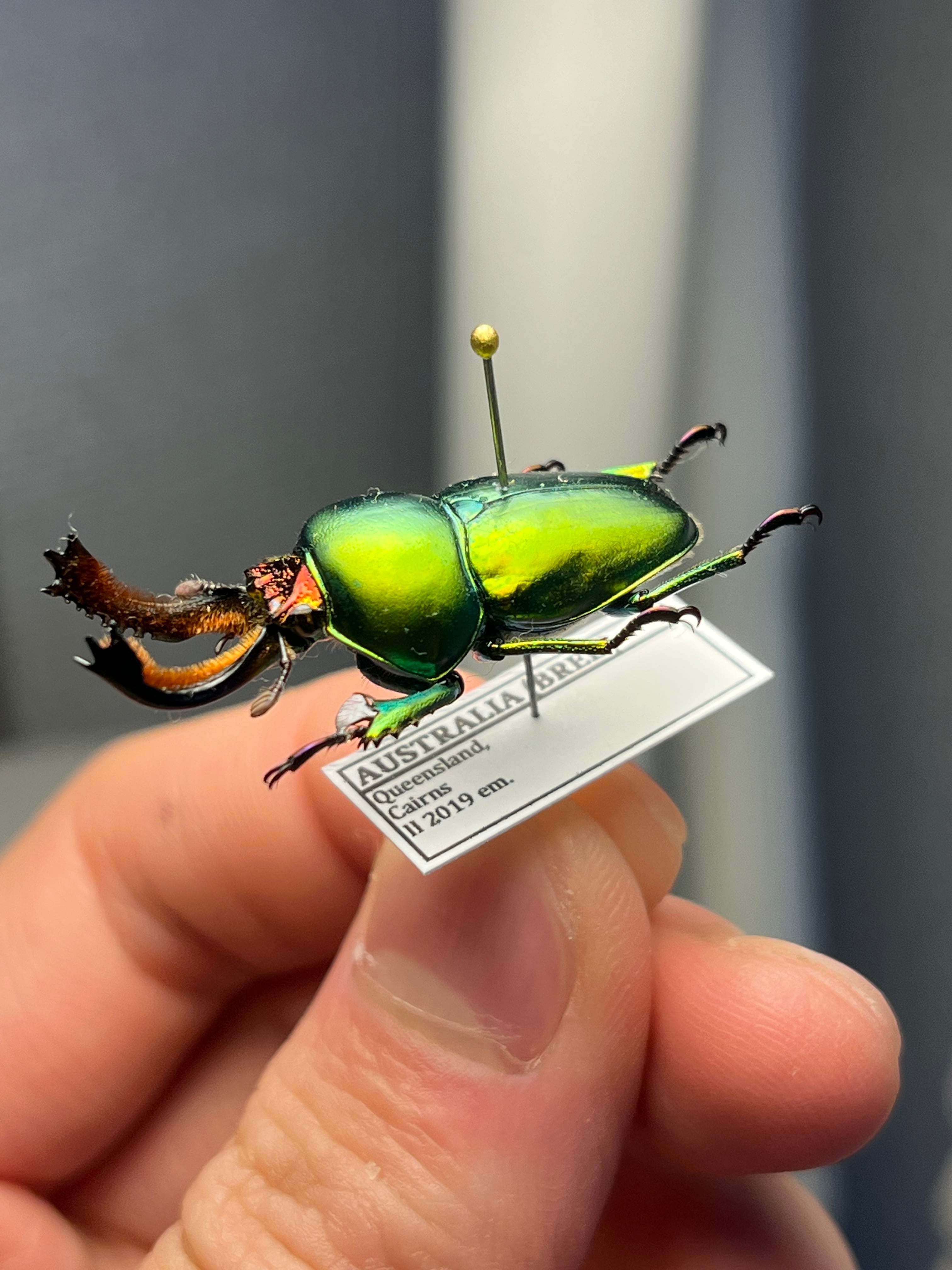 B品31mm】アウラタキンイロクワガタorパプアキンイロクワガタ♂の標本