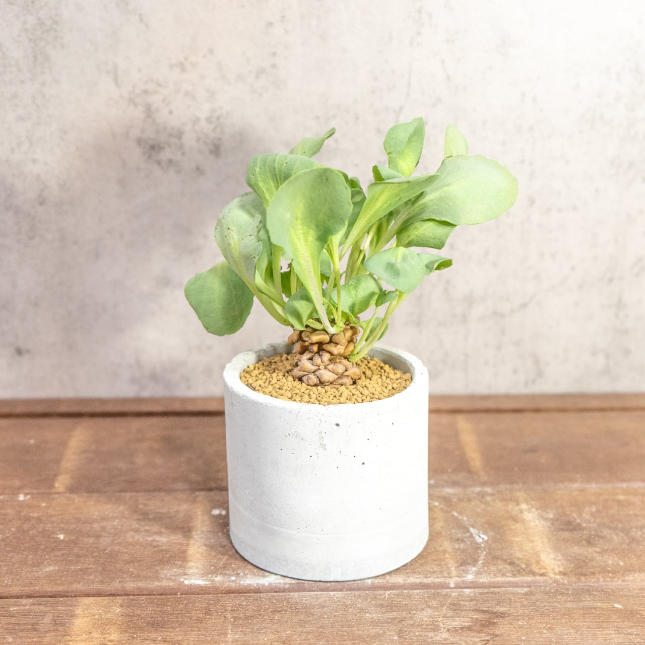 手づくりモルタル鉢が引き立てるオトンナ・ヘレー。無機質な質感と有機的な造形美が融合した、モダンな佇まいの一点物セット|虫発生抑制