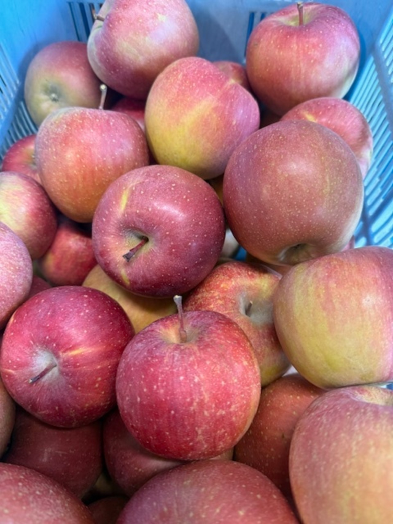 [加工向け]サンふじ　バラ詰め　正味１０㎏以上[大量　お得]