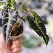 アロカシア バンビーノ イエロー / Alocasia bambino variegated 'Yellow'⑭ / 観葉植物