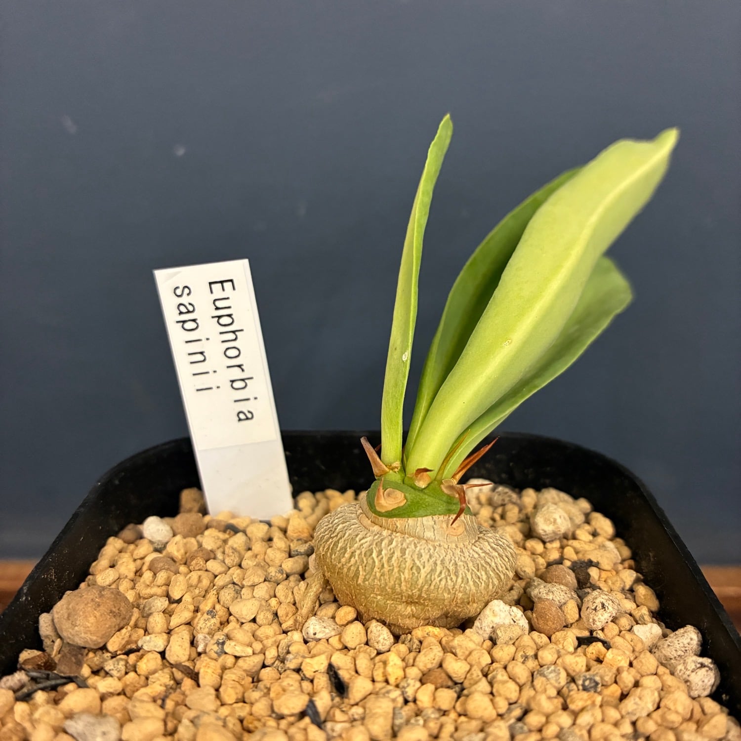 多肉植物 | PROTOLEAF プロトリーフ