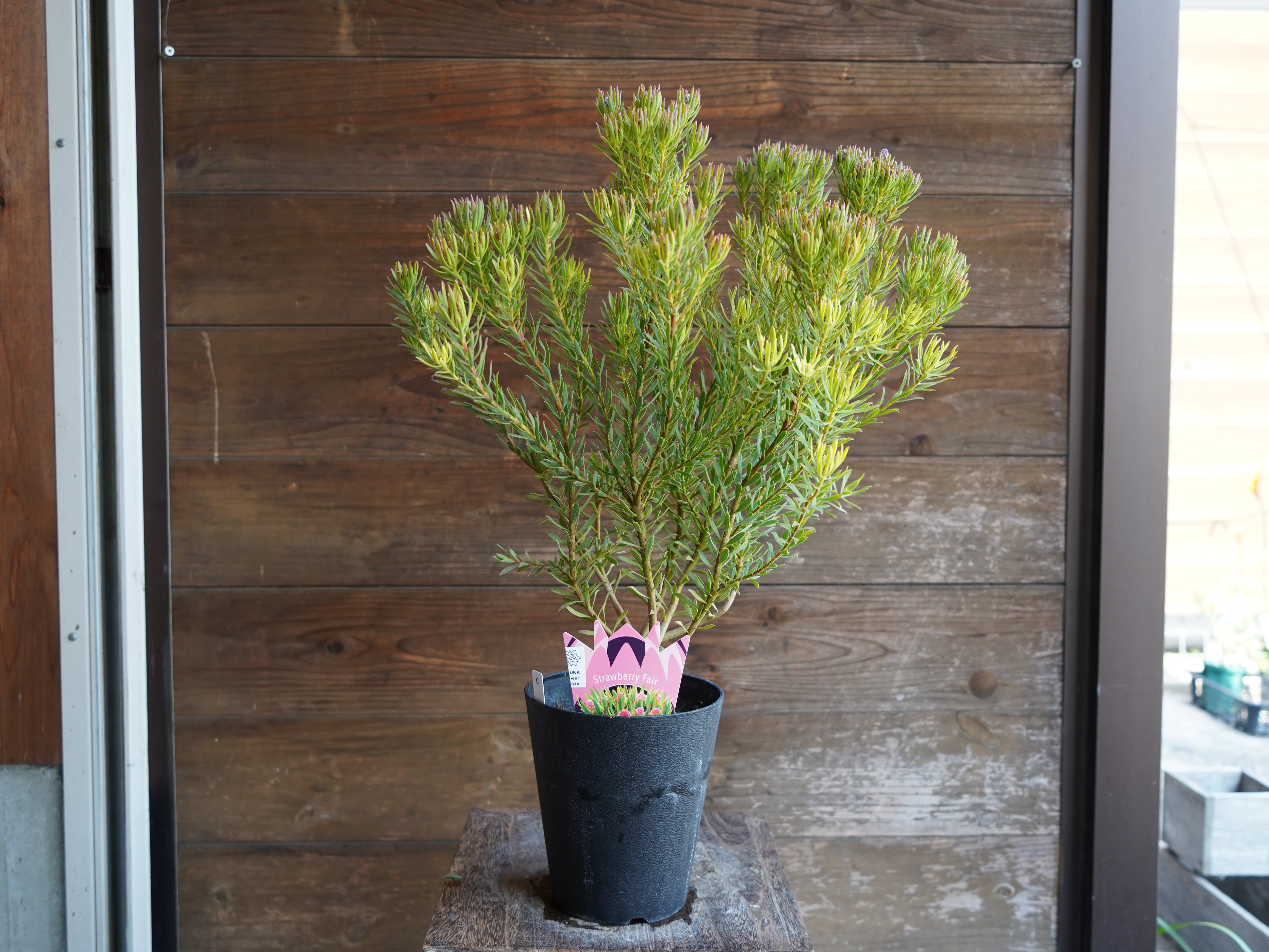 【現物】リューカデンドロン　”Strawberry Fair”　C