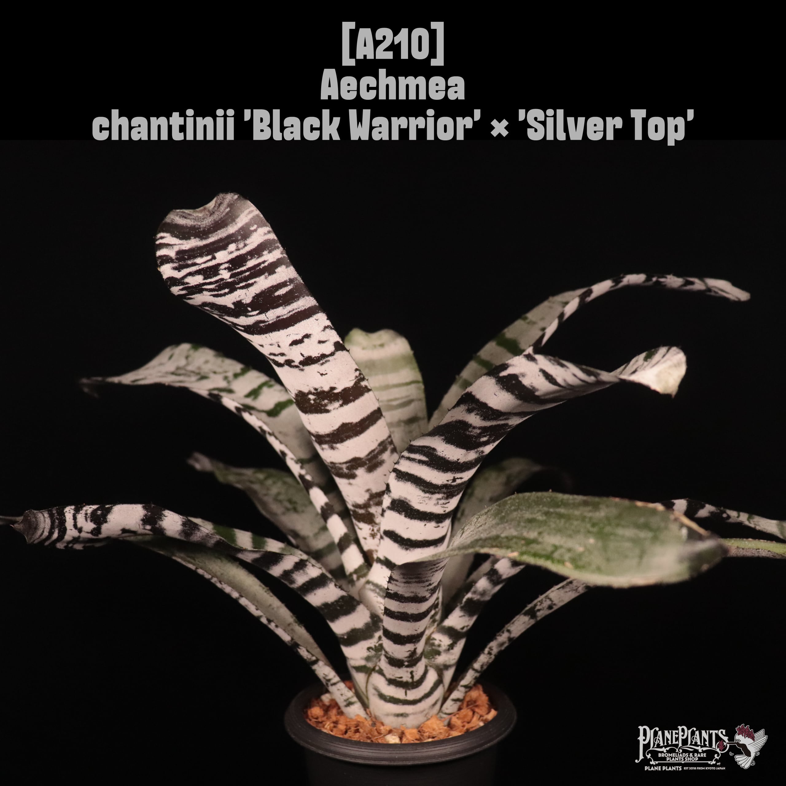 Aechmea chantinii 'Black Warrior' × 'Silver Top'〔エクメア〕A210