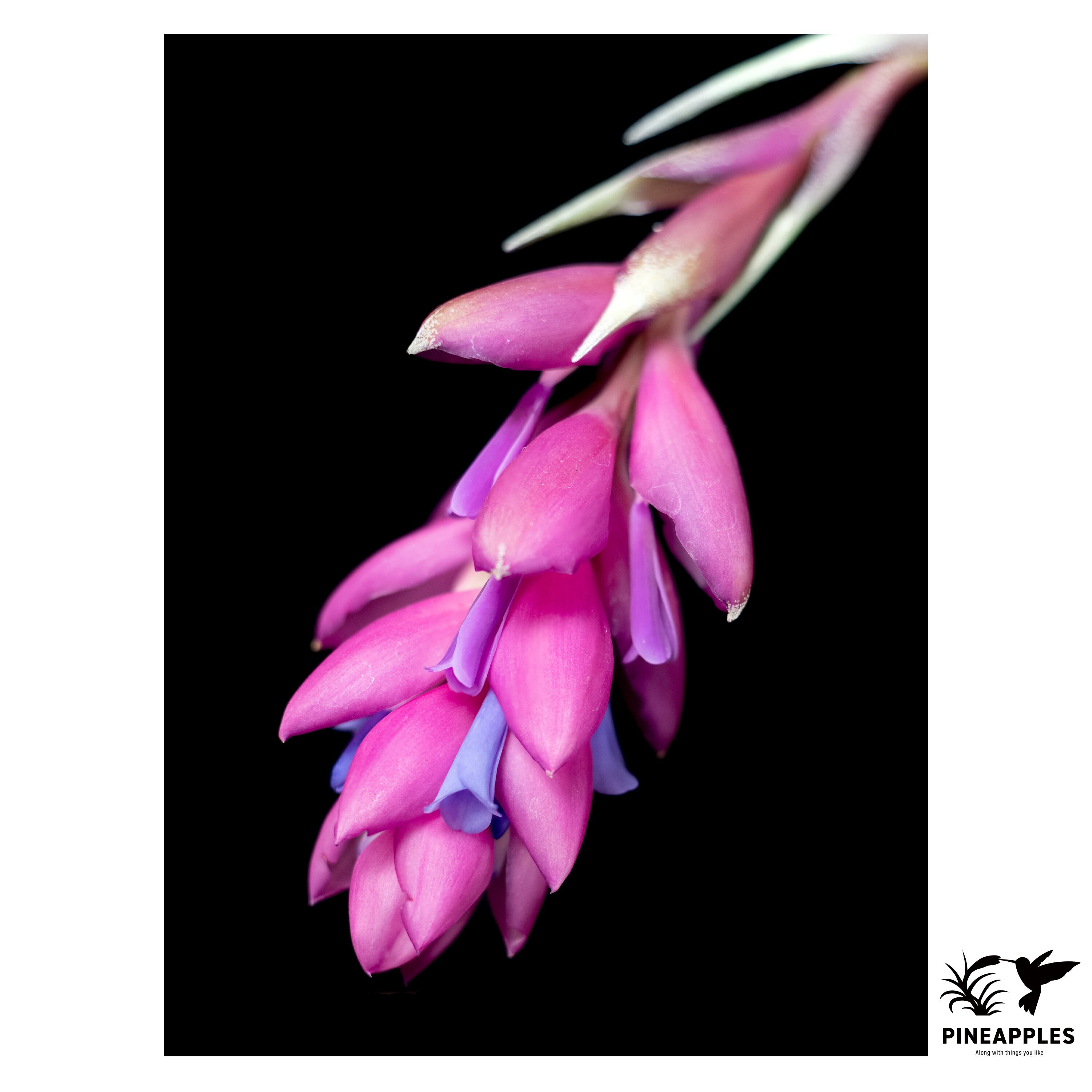 Tillandsia carminea | PINEAPPLES
