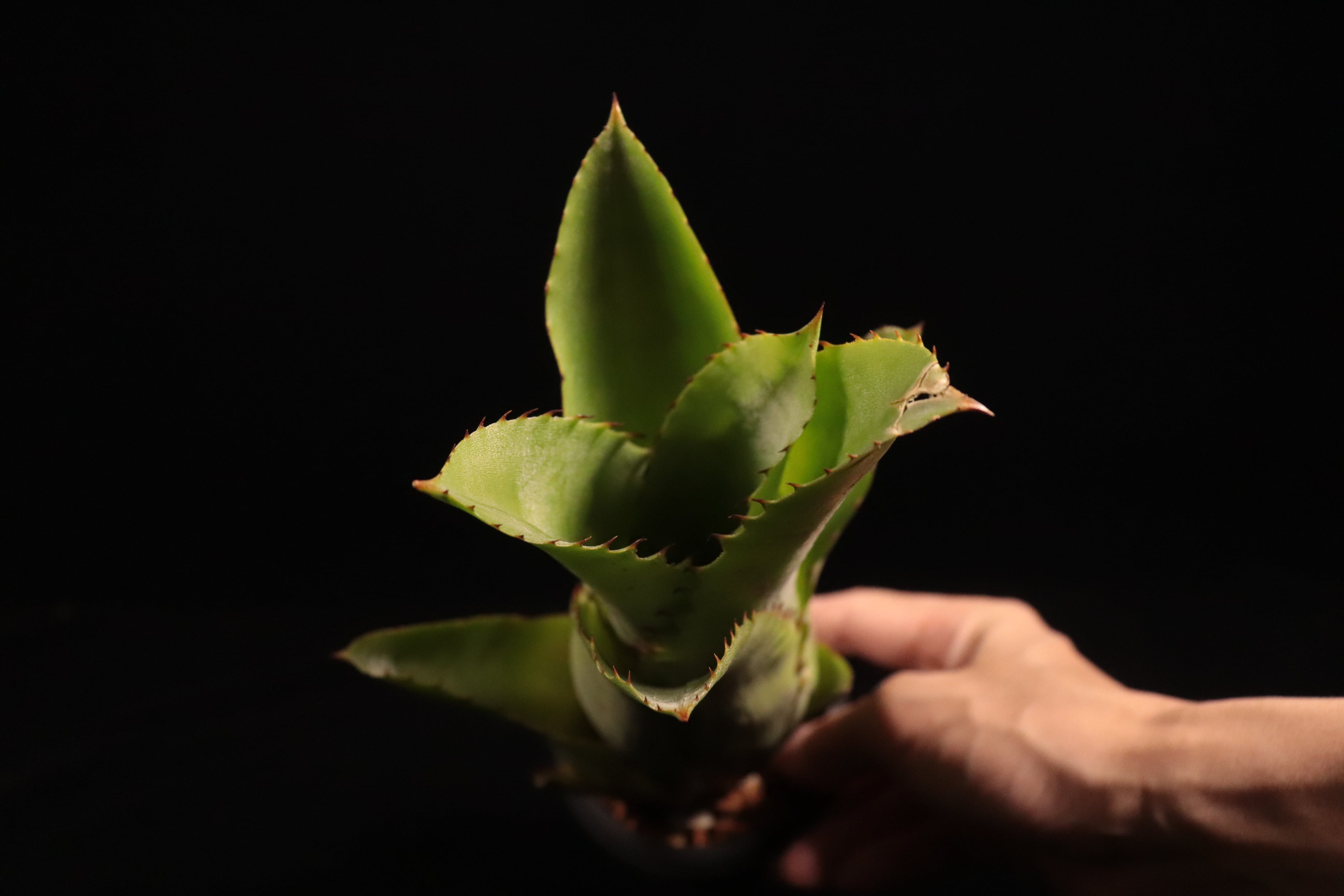 Hohenbergia catingae〔ホヘンベルギア〕H236 | plane plants