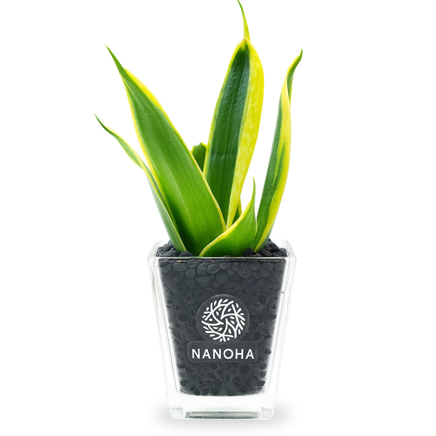 サンスベリア　セットD サンスベリア | インテリアグリーンショップ【NANOHA】（観葉