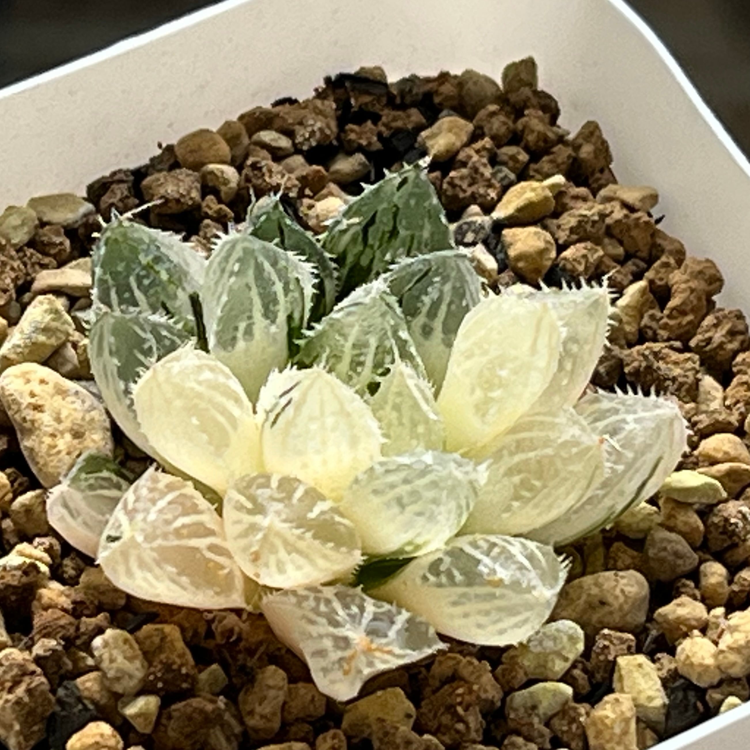 ハオルチア 白帝城錦 糊斑 | mocono_plants