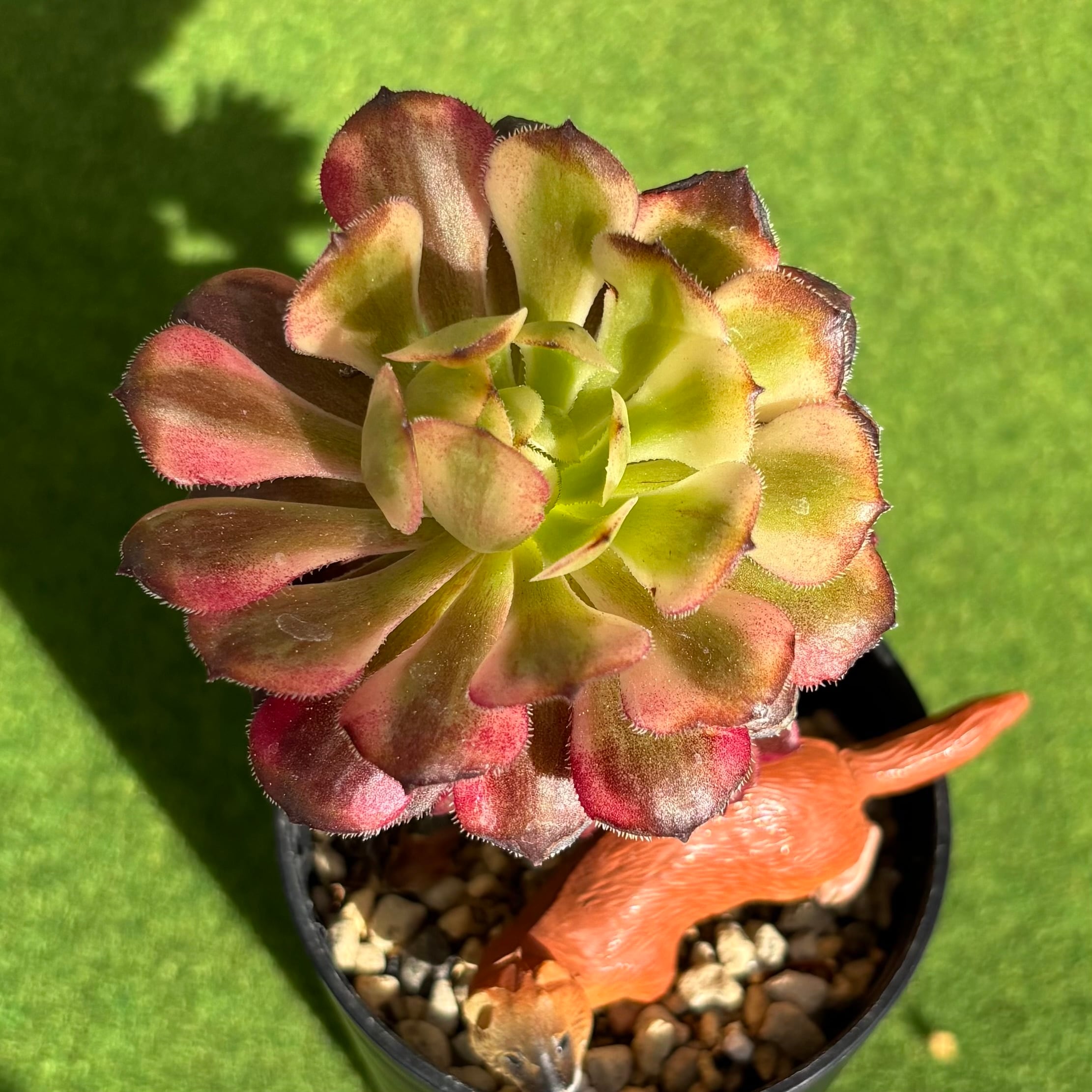 リリーパッド | 多肉植物 豆彦商店