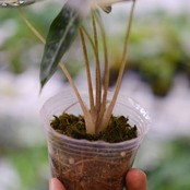 アロカシア バンビーノ イエロー / Alocasia bambino variegated 'Yellow'②