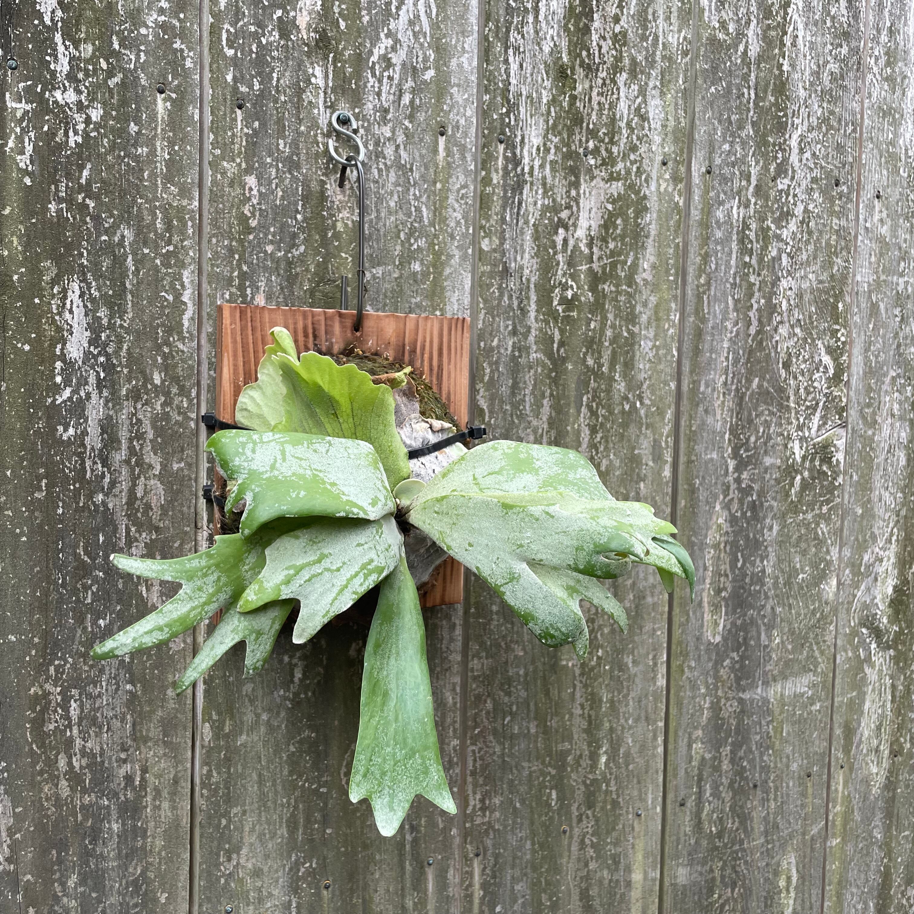 P.Willinckii cv セーラープルート OC 巻き付か pup 子株 