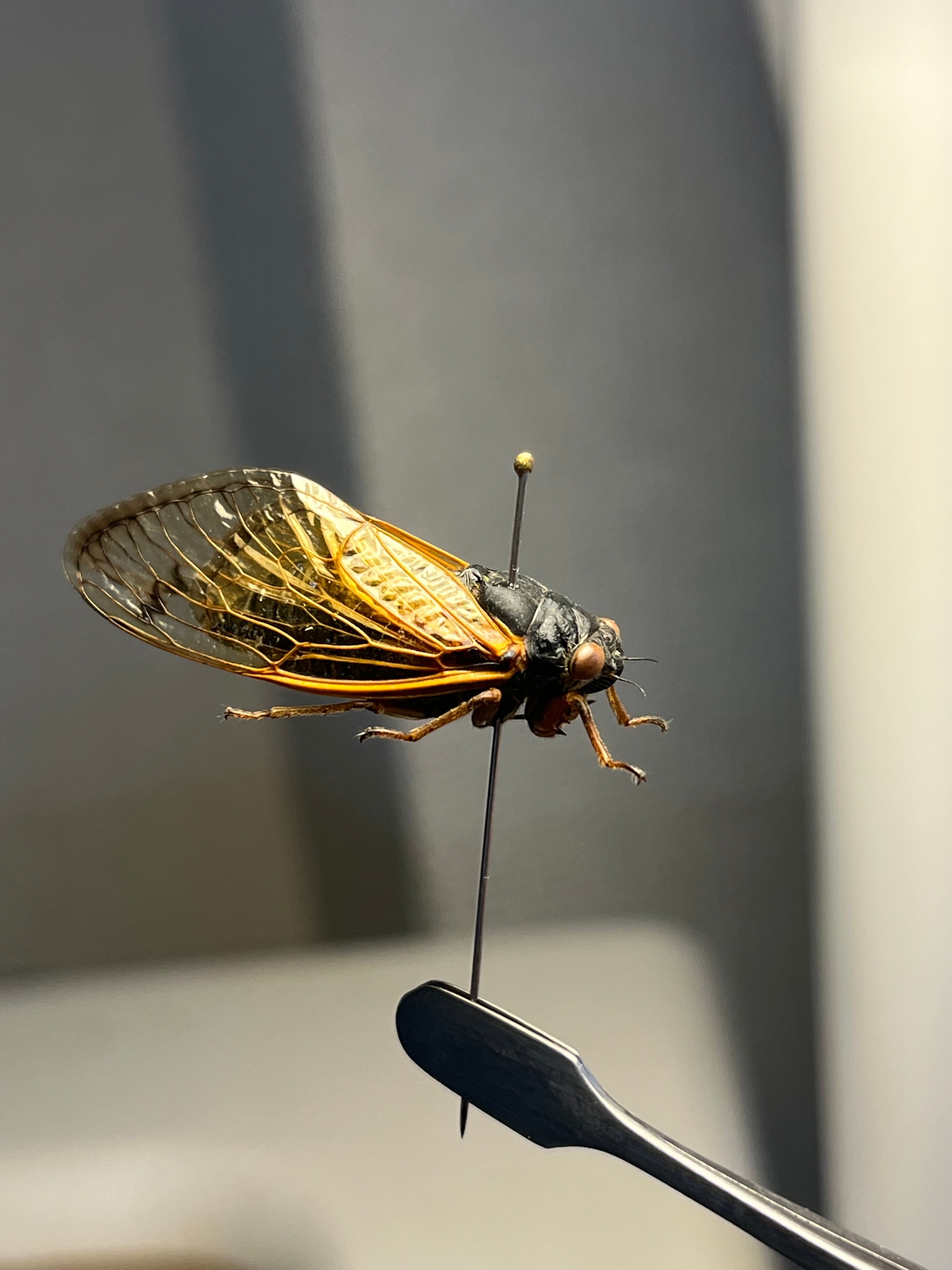 【LAST開翅】221年ぶりの素数ゼミ　標本 2024年産 l蝉セミハエハチベル 221年ぶりの素数ゼミ標本 2024年産 l蝉セミハエハチベルゼバブホーク