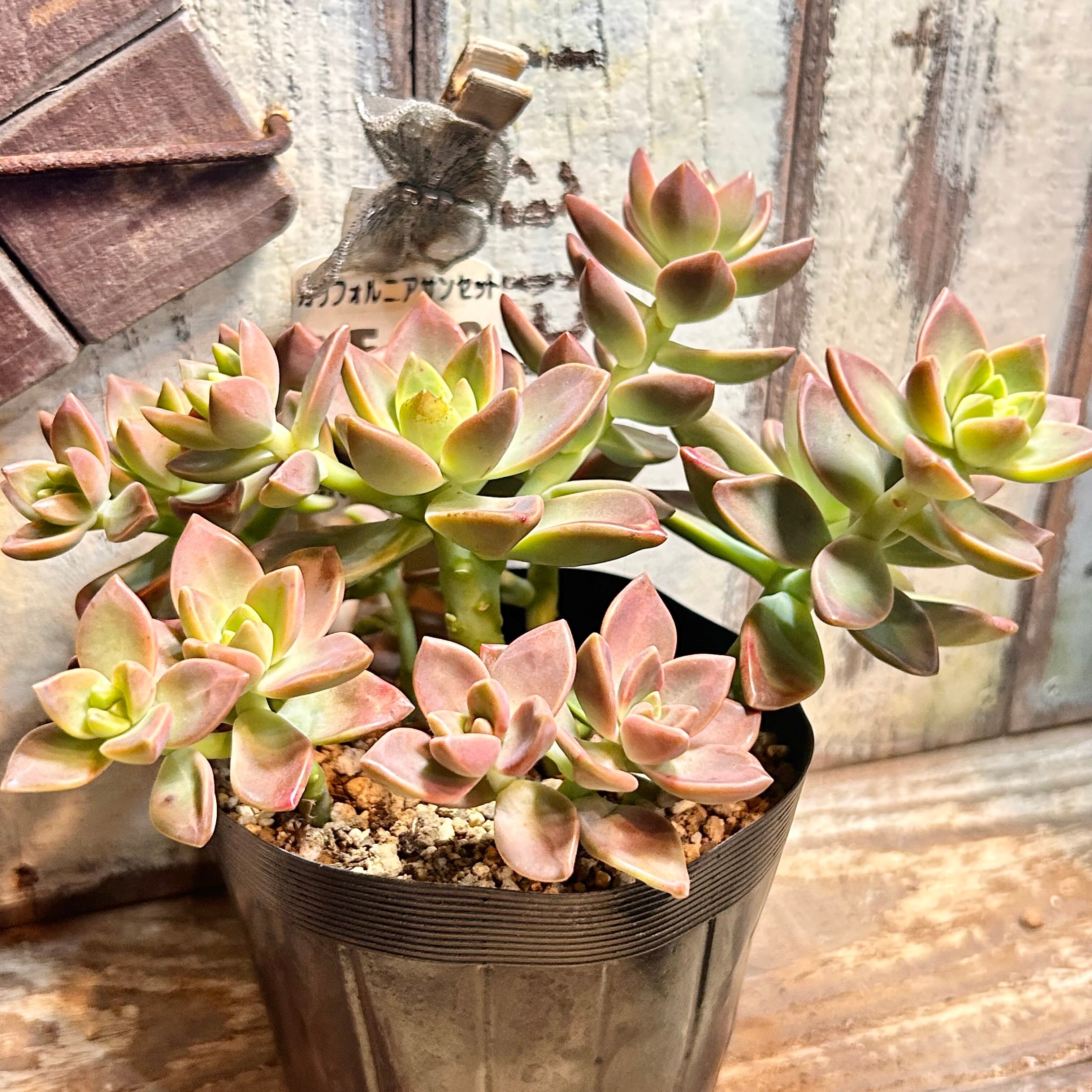B)もりもり‼️カリフォルニアサンセット | RuPo 多肉植物専門店