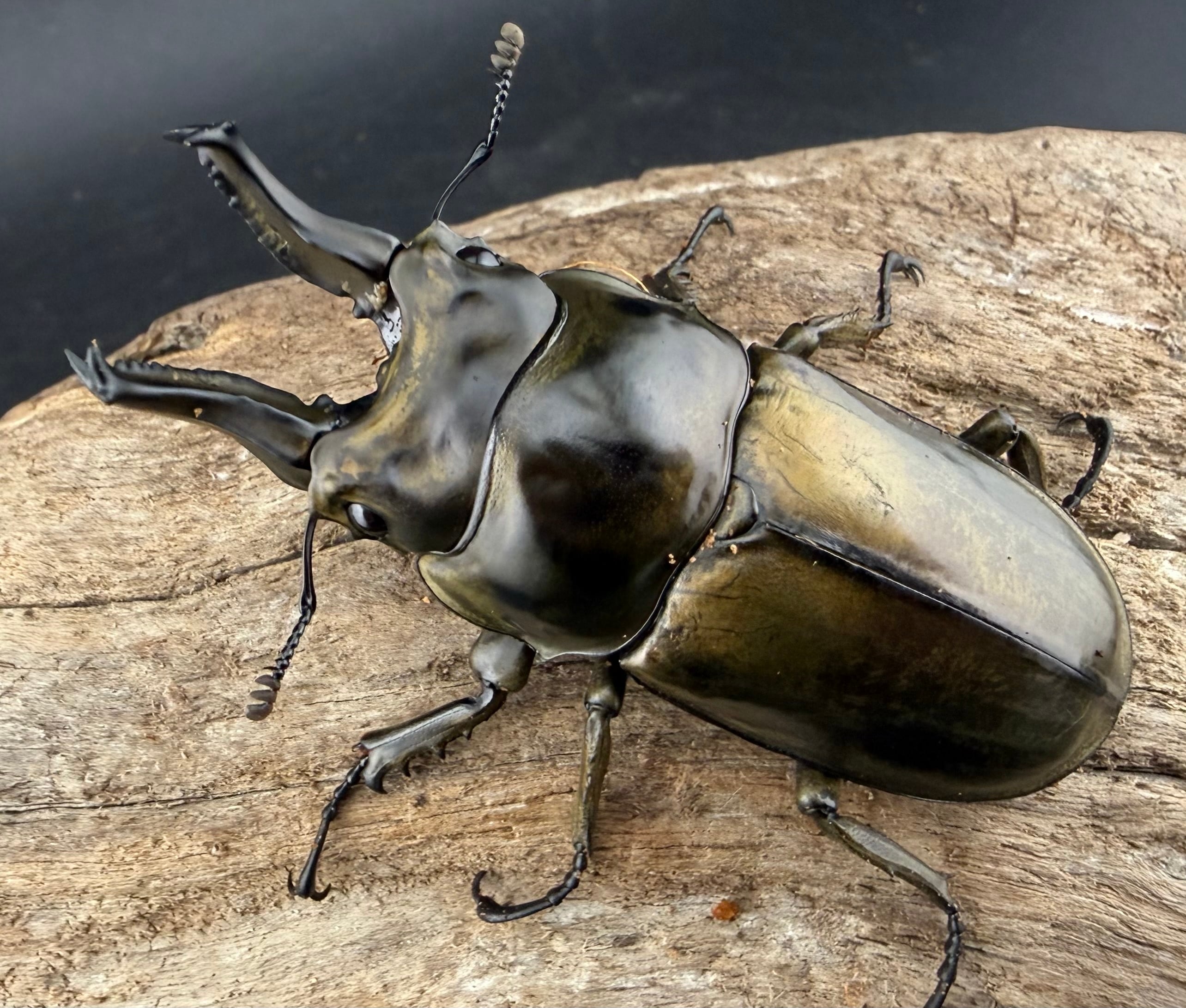 オウゴンオニクワガタの仲間 | KPW公式オンラインショップ