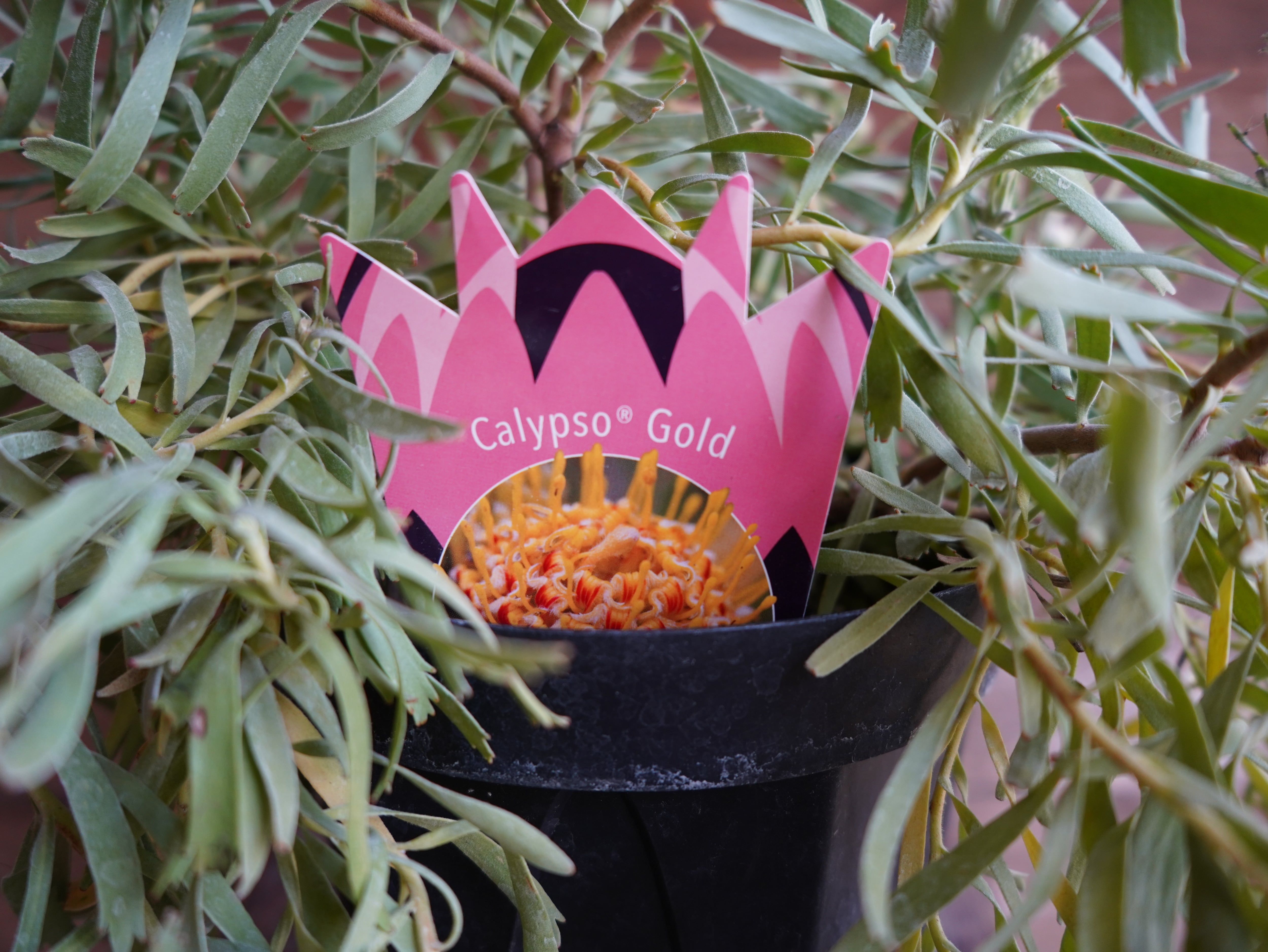 【現物】リューコスペルマム "カリプソゴールド"