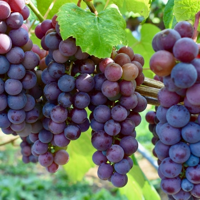 【ギフト1本入り】PURE & ZERO スチューベン＆アールグレイMIXジュース〈無添加500ml〉