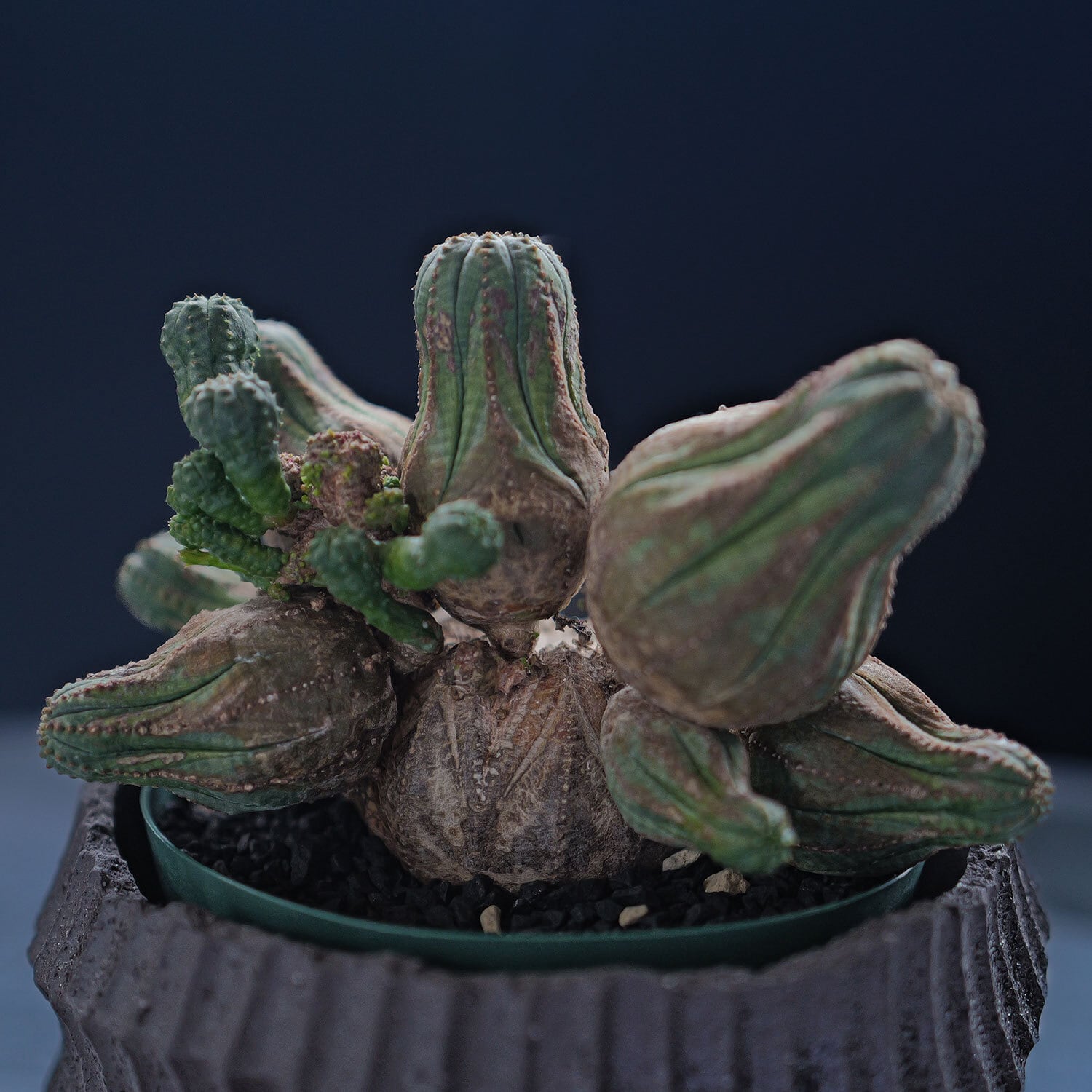 厳選株】大株 親株 最大幅約 17cm 仔吹き 円扇綴化 オベサ