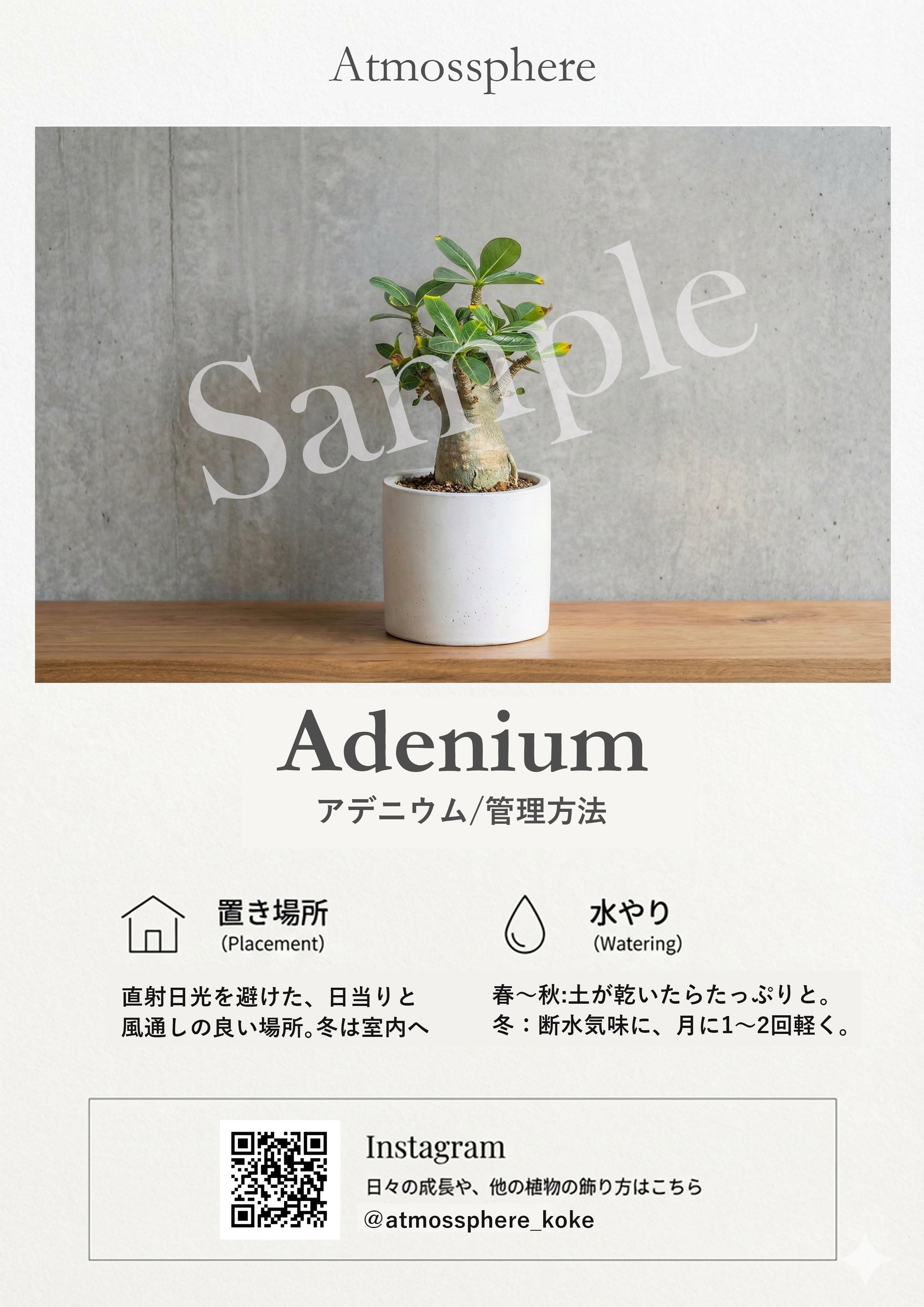 エアプランツ ストリクタ 流木仕立て 花咲く観葉植物 土を使わない 清潔 インテリアグリーン