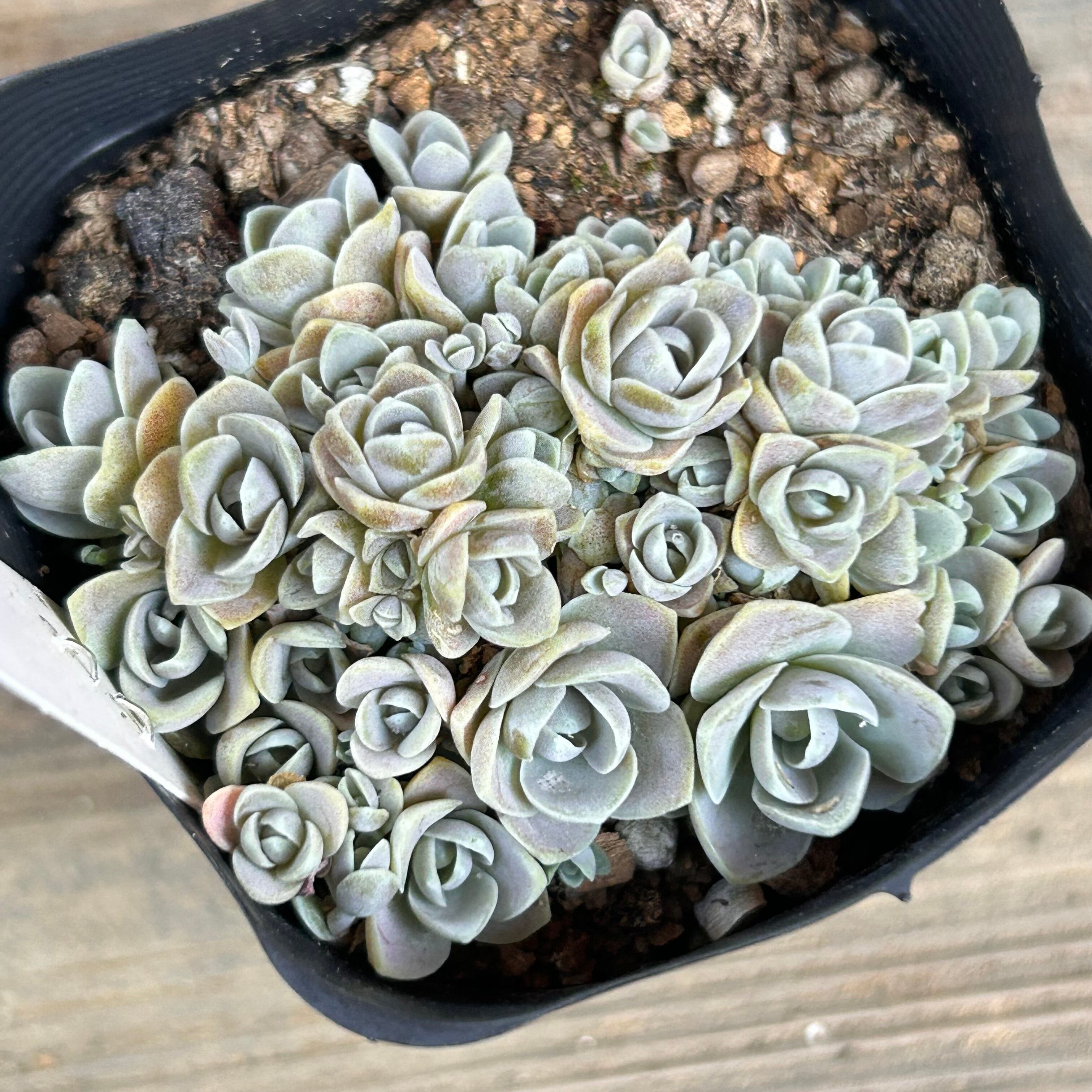 子持ち蓮華 | RuPo 多肉植物専門店