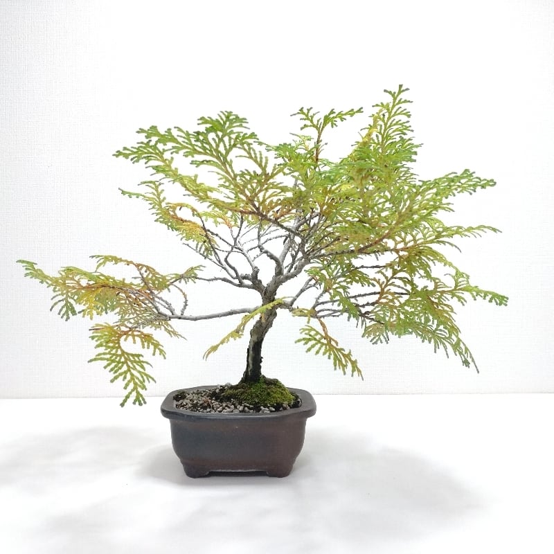 濃紫紅葉（ノムラモミジ）盆栽 SS002 ノムラモミジ（濃紫紅葉）S024 | PAY ID