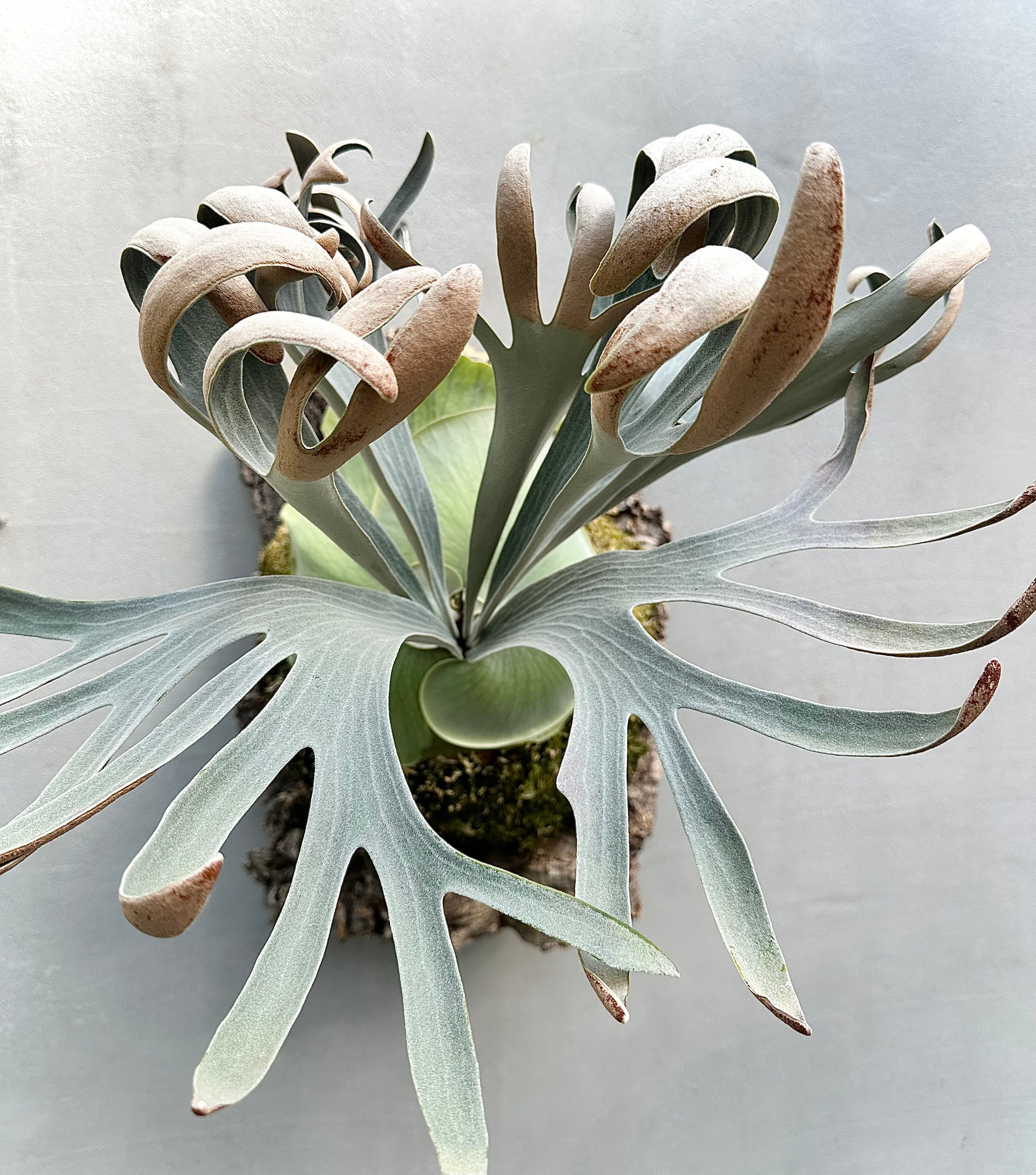 Platycerium_ビカクシダ | vandaka plants