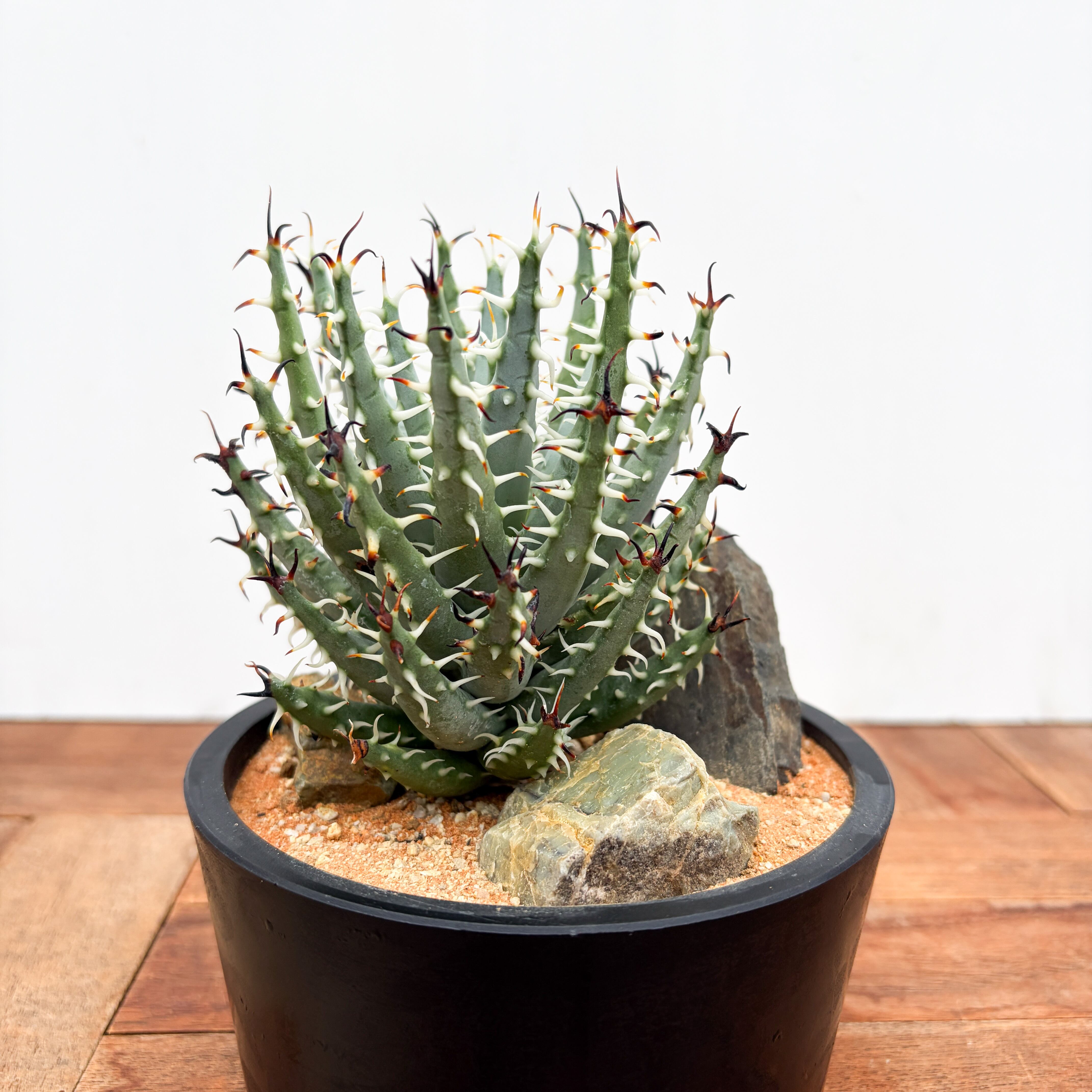 Aloe castilloniae 【アロエ・カスティロニアエ】 | RIMO'S GREEN