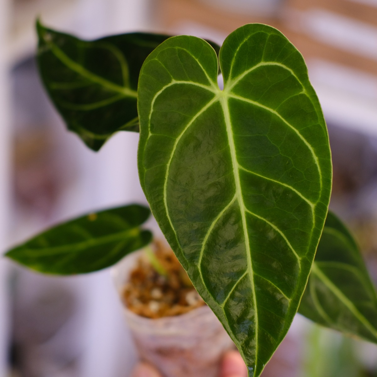 Anthurium Regale｜アンスリウム・レガレ｜観葉植物 | tokyoplants 