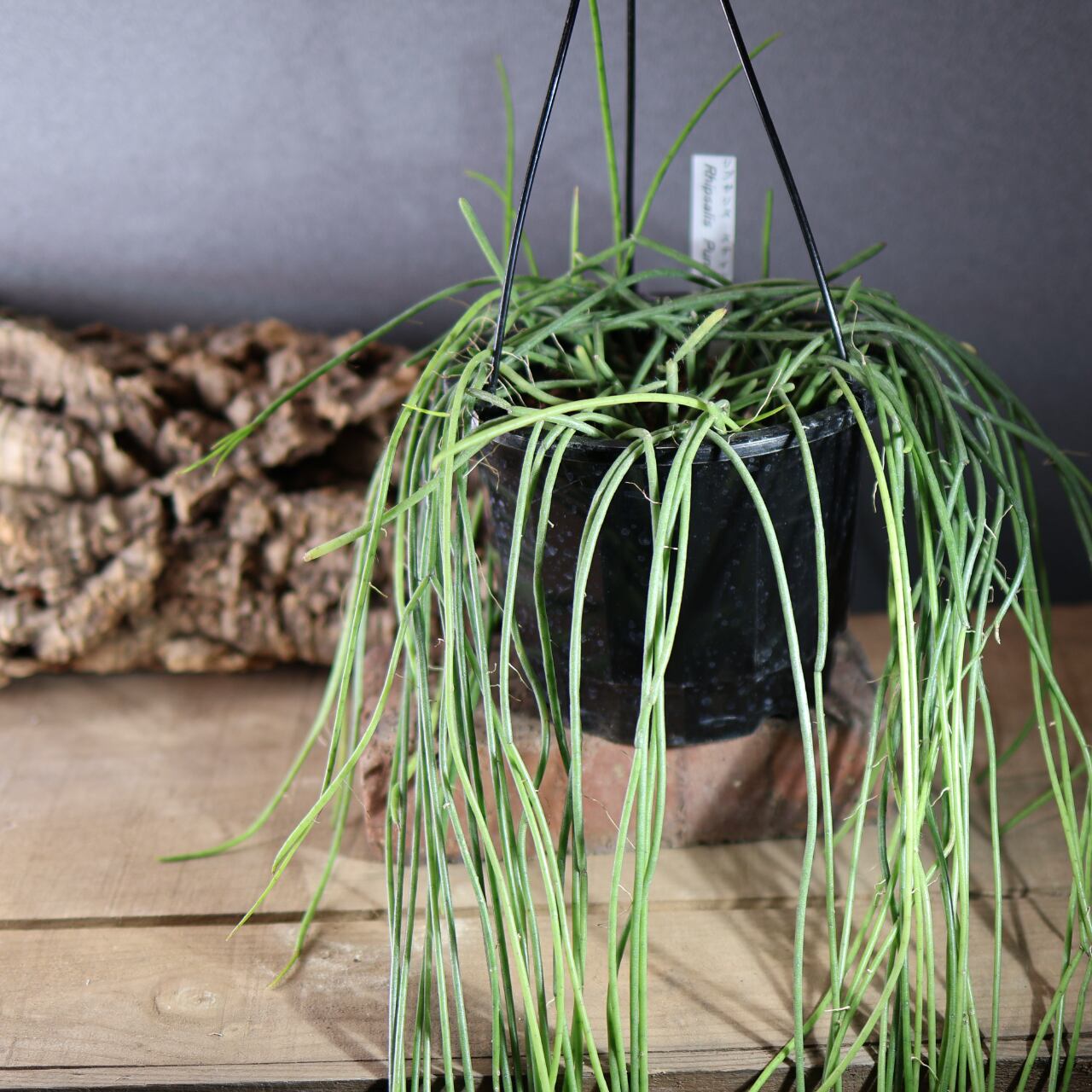 540『リプサリス スティッキリー』観葉植物【送料無料】 | MARX PLANTS