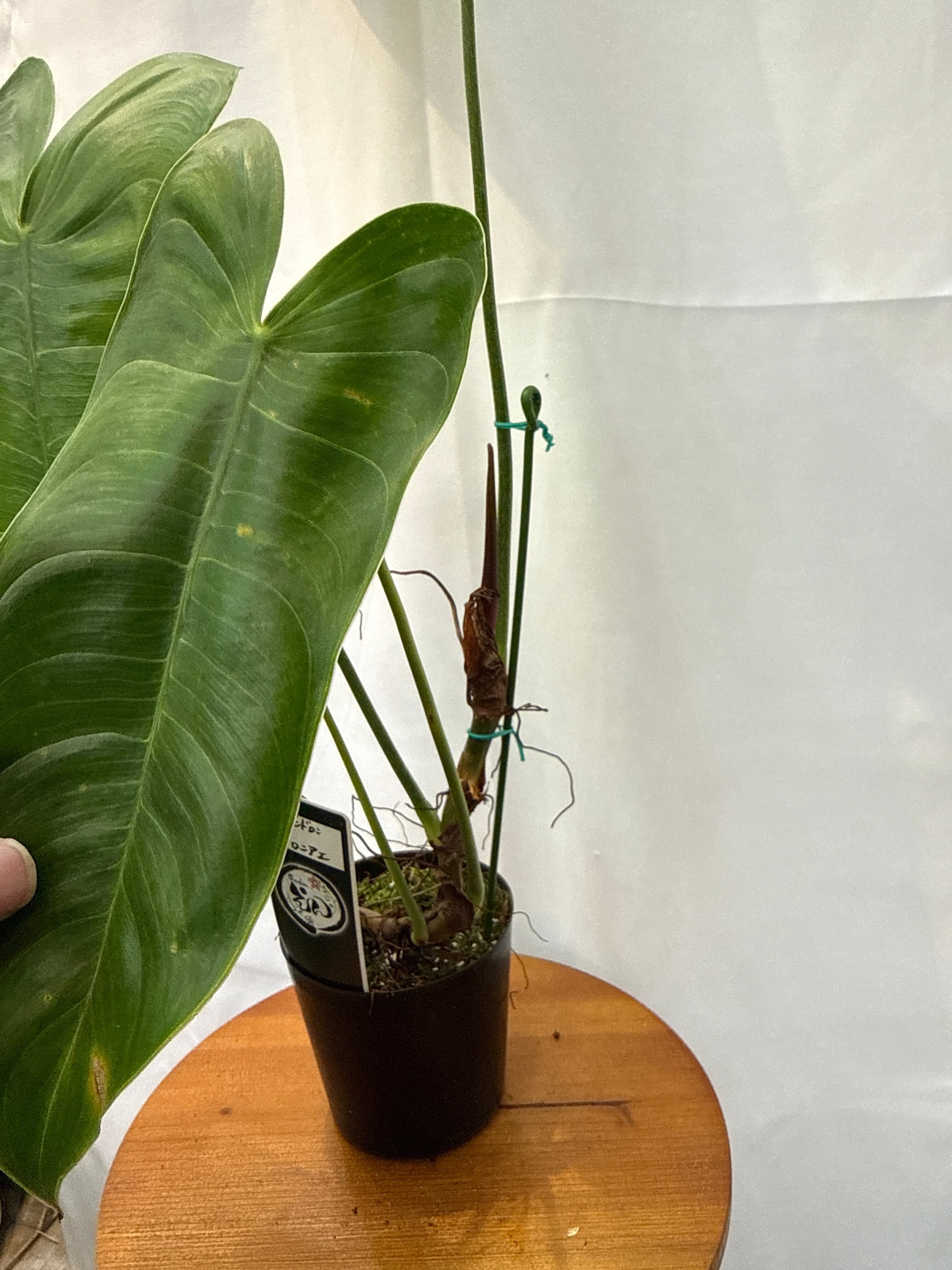 超希少❗️フィロデンドロン　シャロニアエ✨ フィロデンドロン シャロニアエ | Gardenえん 【観葉熱帯植物】