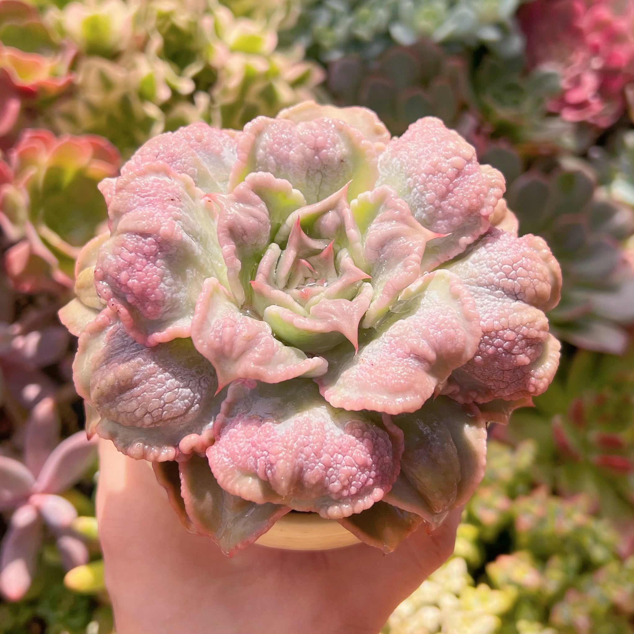 現物　コブマディバ#676　新入荷　るる農園