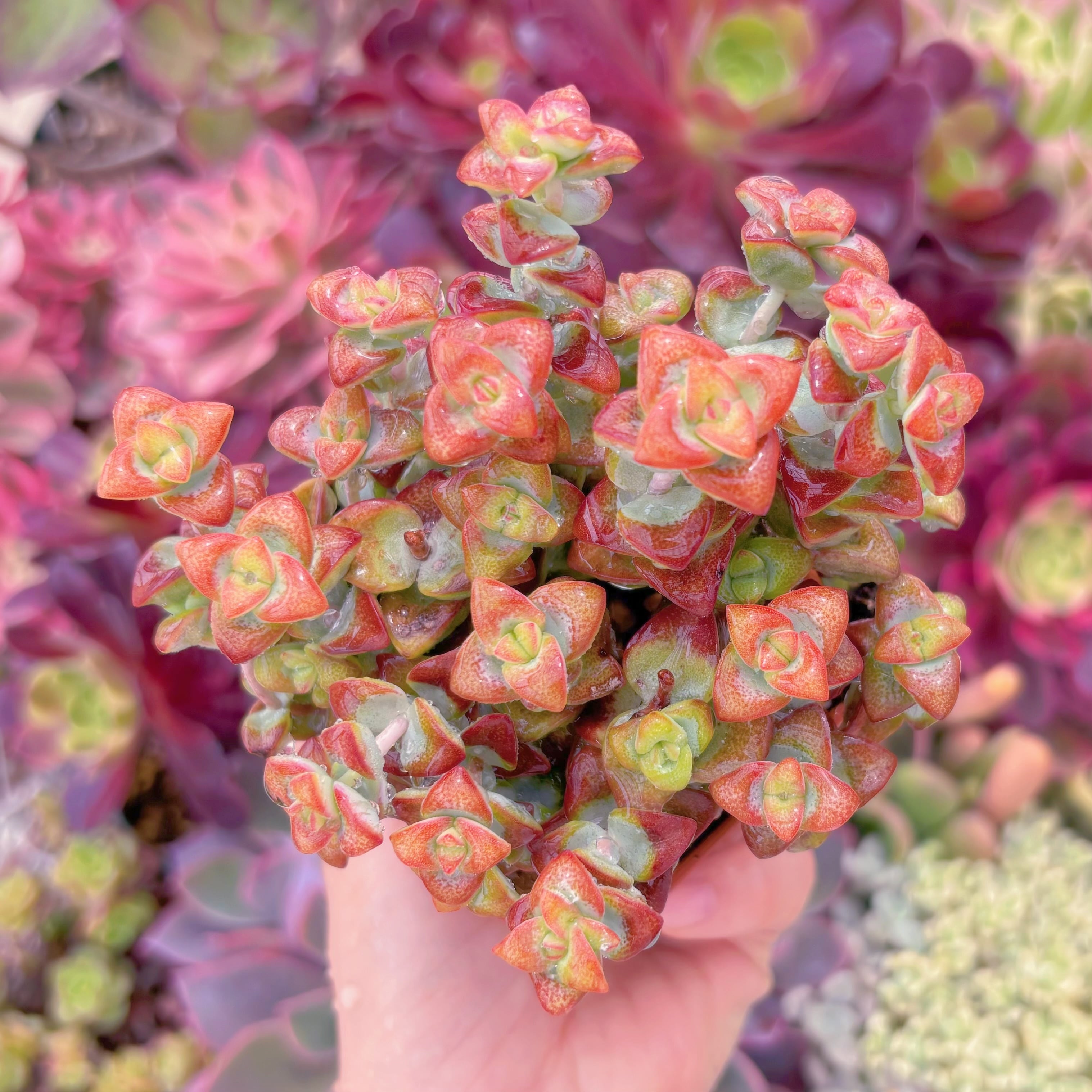 現品　ラブハート#F044　るる農園