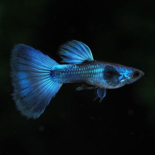 モスコーグリーン　若魚2ペア