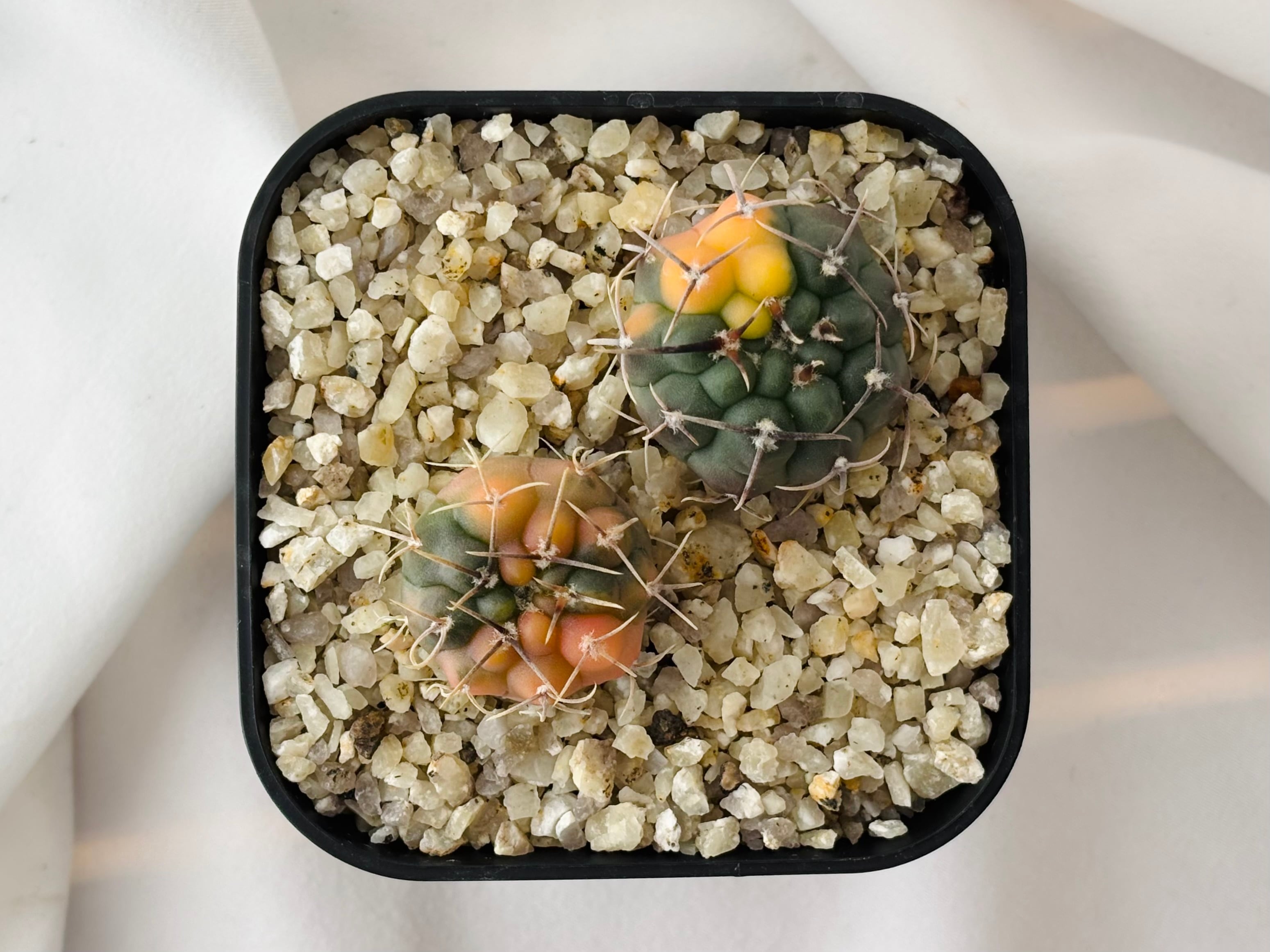 Gymnocalycium vatteri ギムノカリキウム バッテリー錦 サボテン