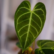 Anthurium Regale|アンスリウム・レガレ②|観葉植物