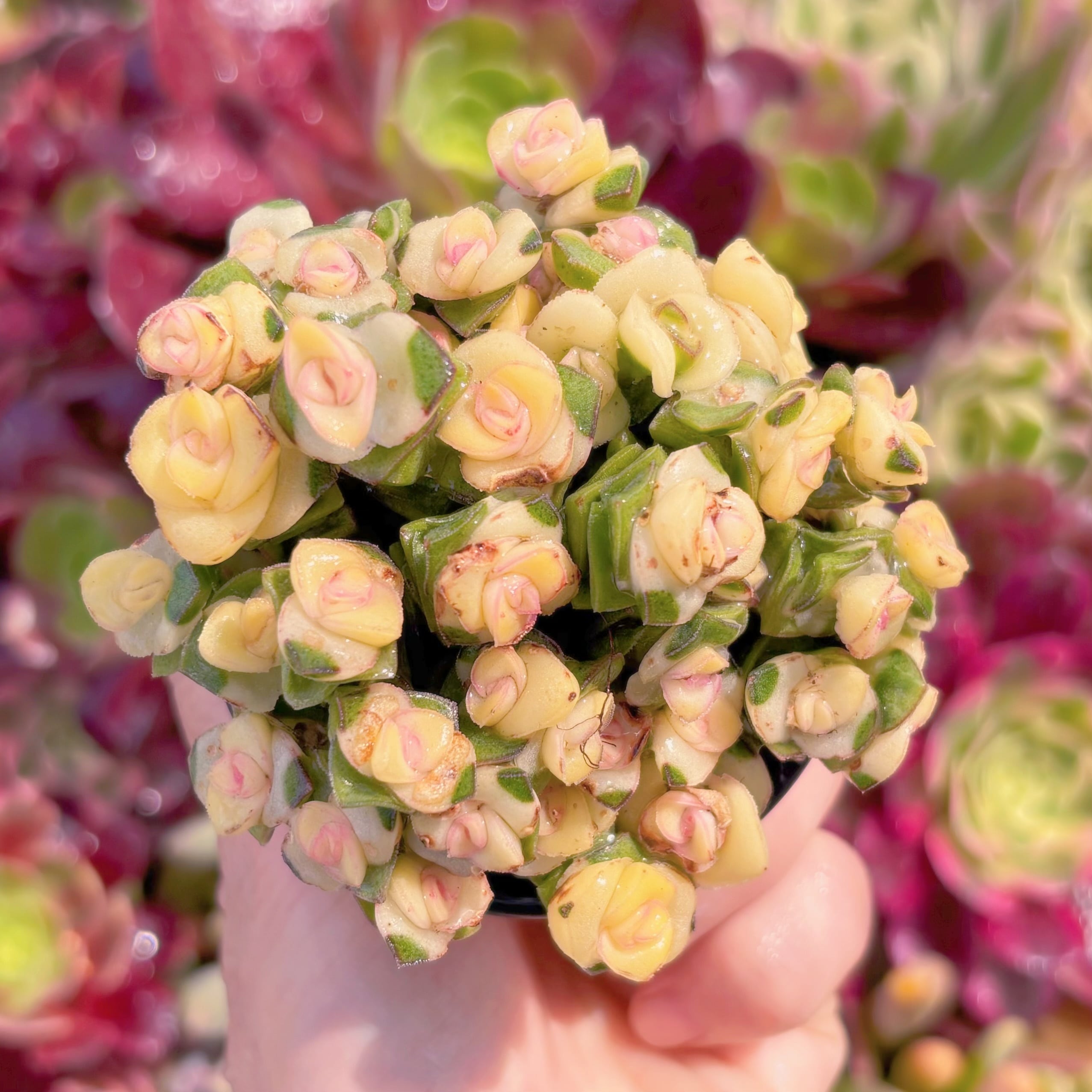 現品　舞乙女錦(黄錦)#B12　訳あり　るる農園