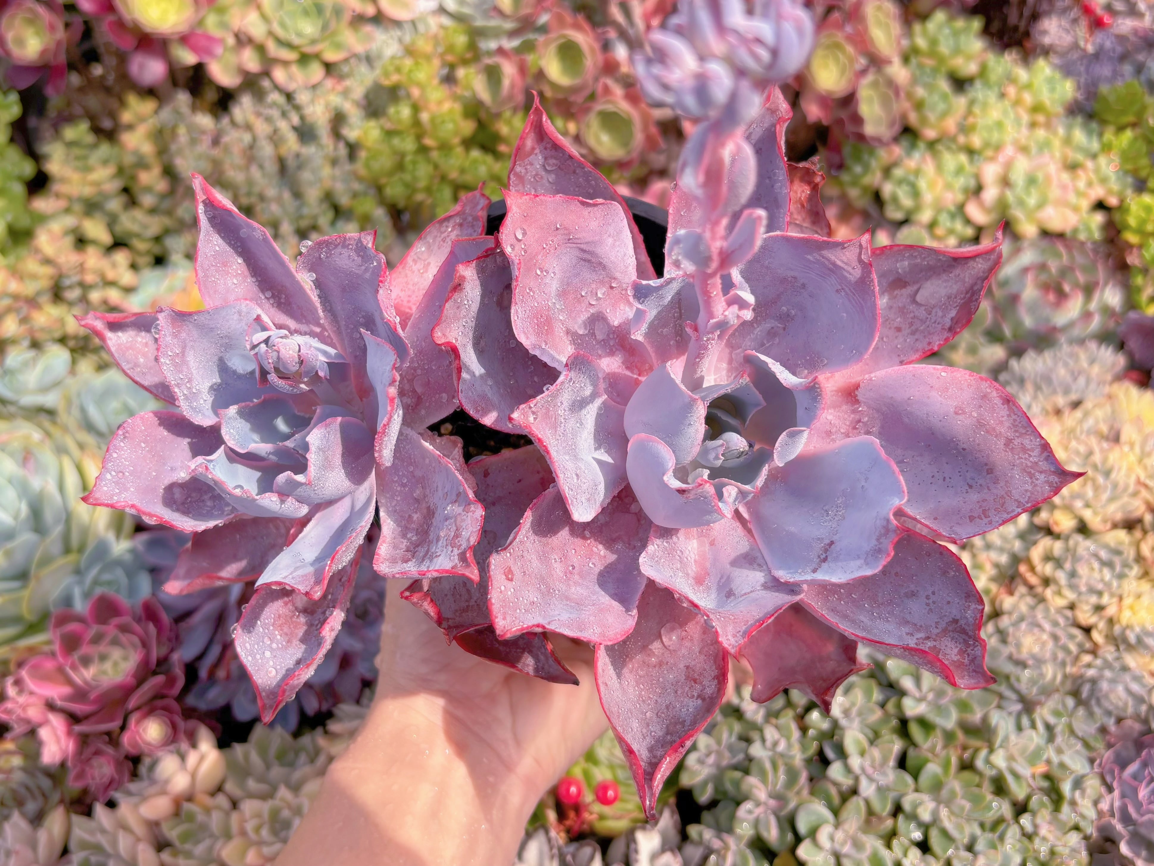 現品　アフターグロー#1136　大群生　るる農園