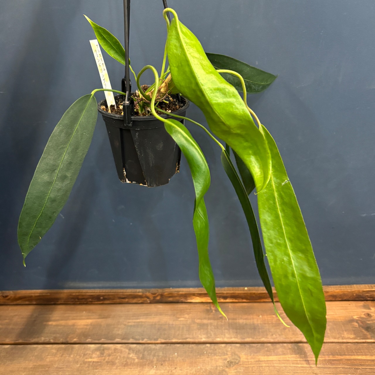 アンスリウム　ウェンドリンゲリ【702】