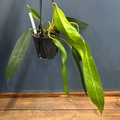 アンスリウム　ウェンドリンゲリ【702】