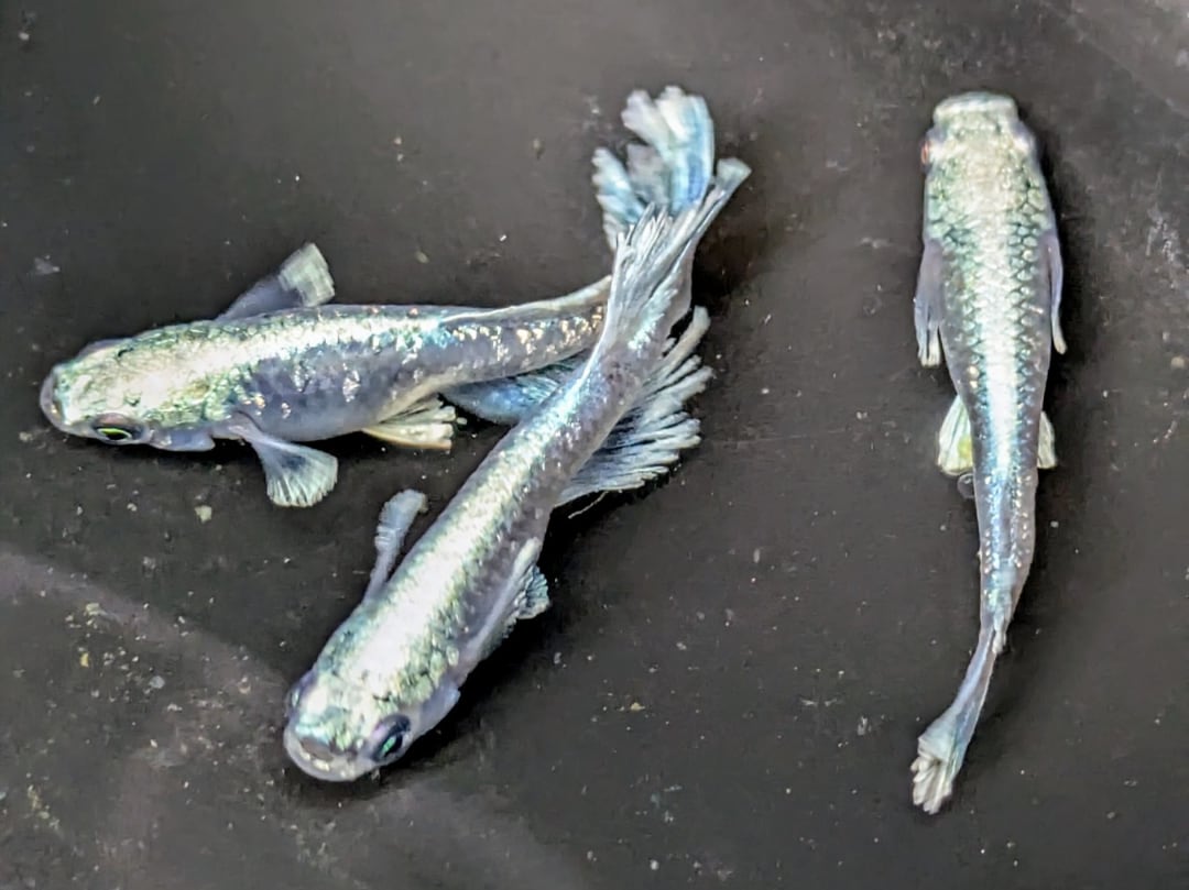 龍鱗】1ペア オスのみ黄色色素② めだか メダカ フレーミングカガミ鱗