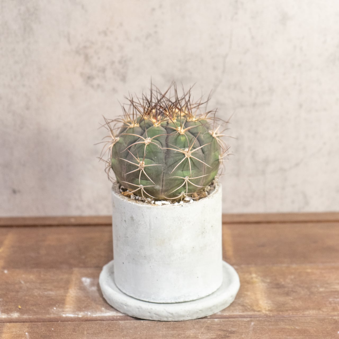 サボテン 尾形丸(Φ11㎝) 緑から紫へと変化する玉虫色の色彩が美しい 厳選仕入れの良型株 観葉植物 インテリア|虫発生抑制