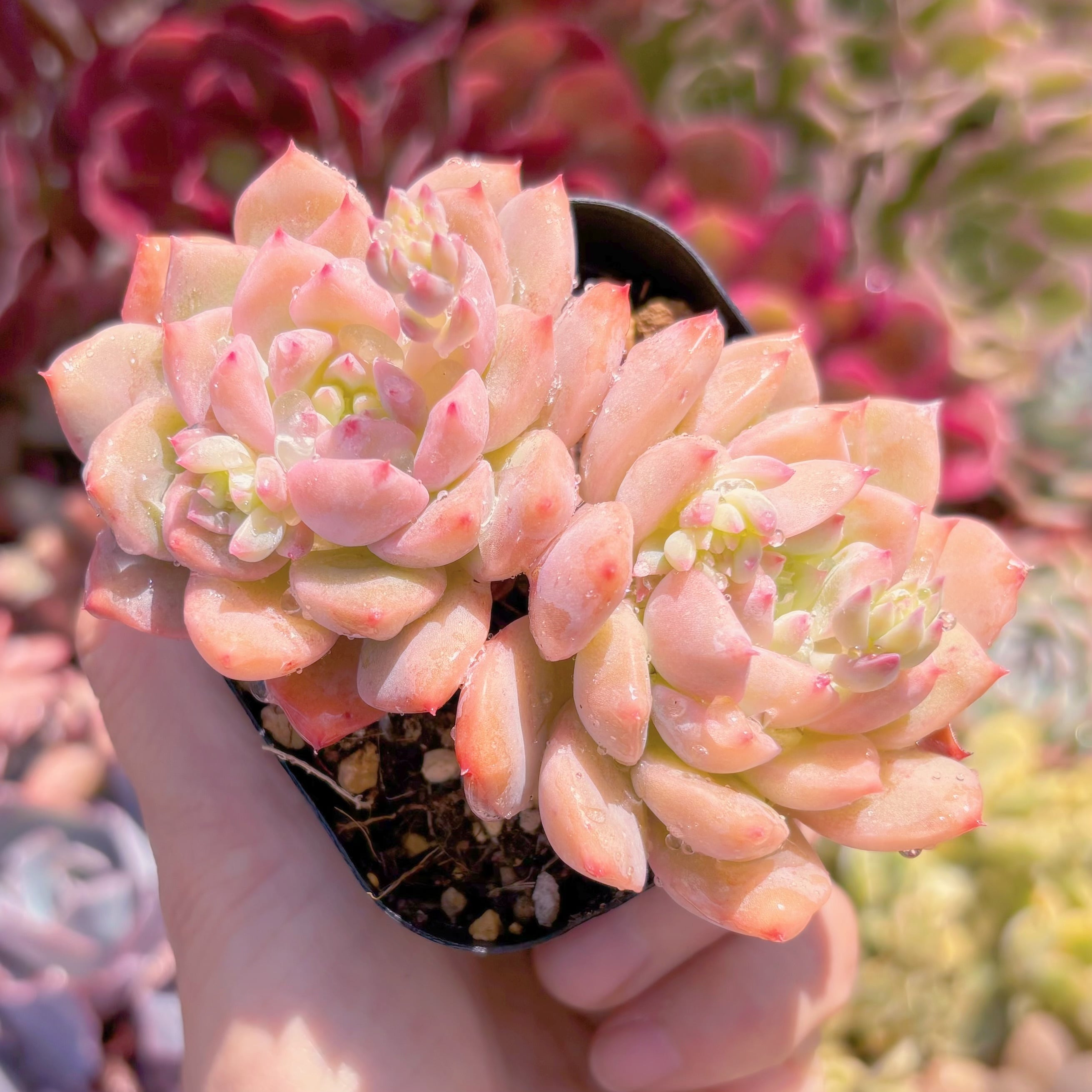 現品　ミニスタ#823　古株　るる農園