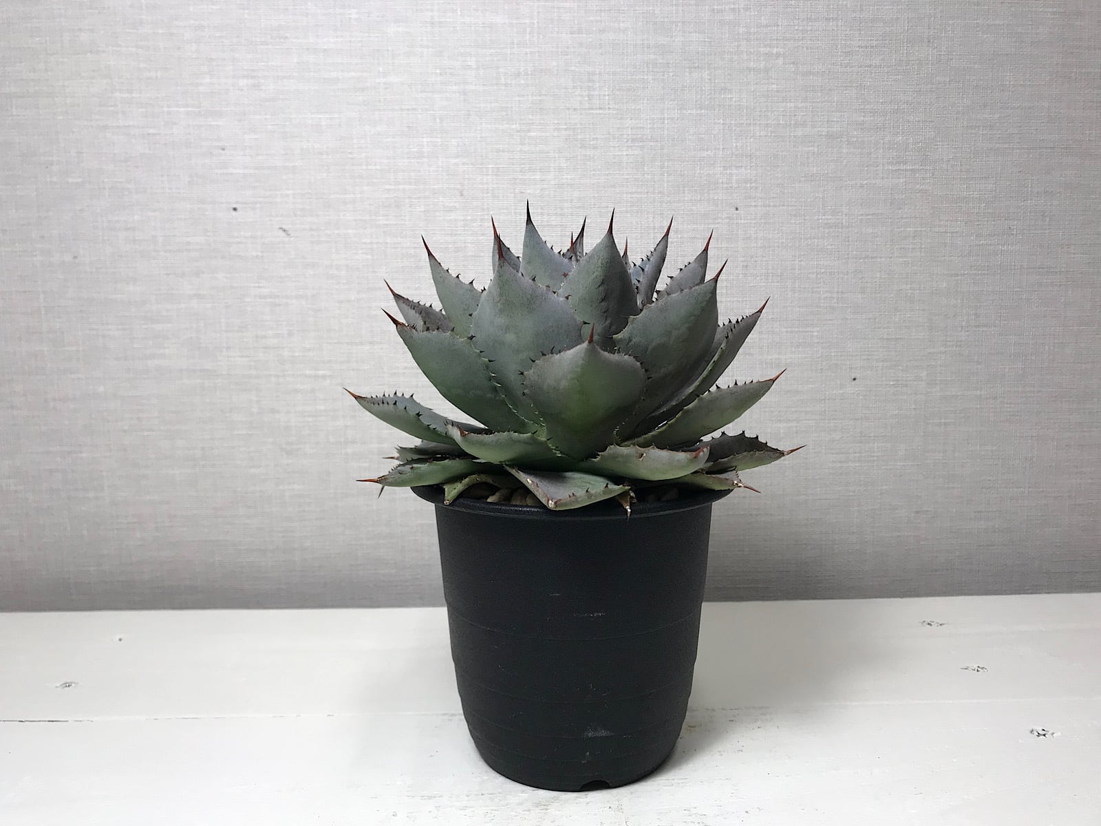 アガベ 血雨雷神 ハイブリッド