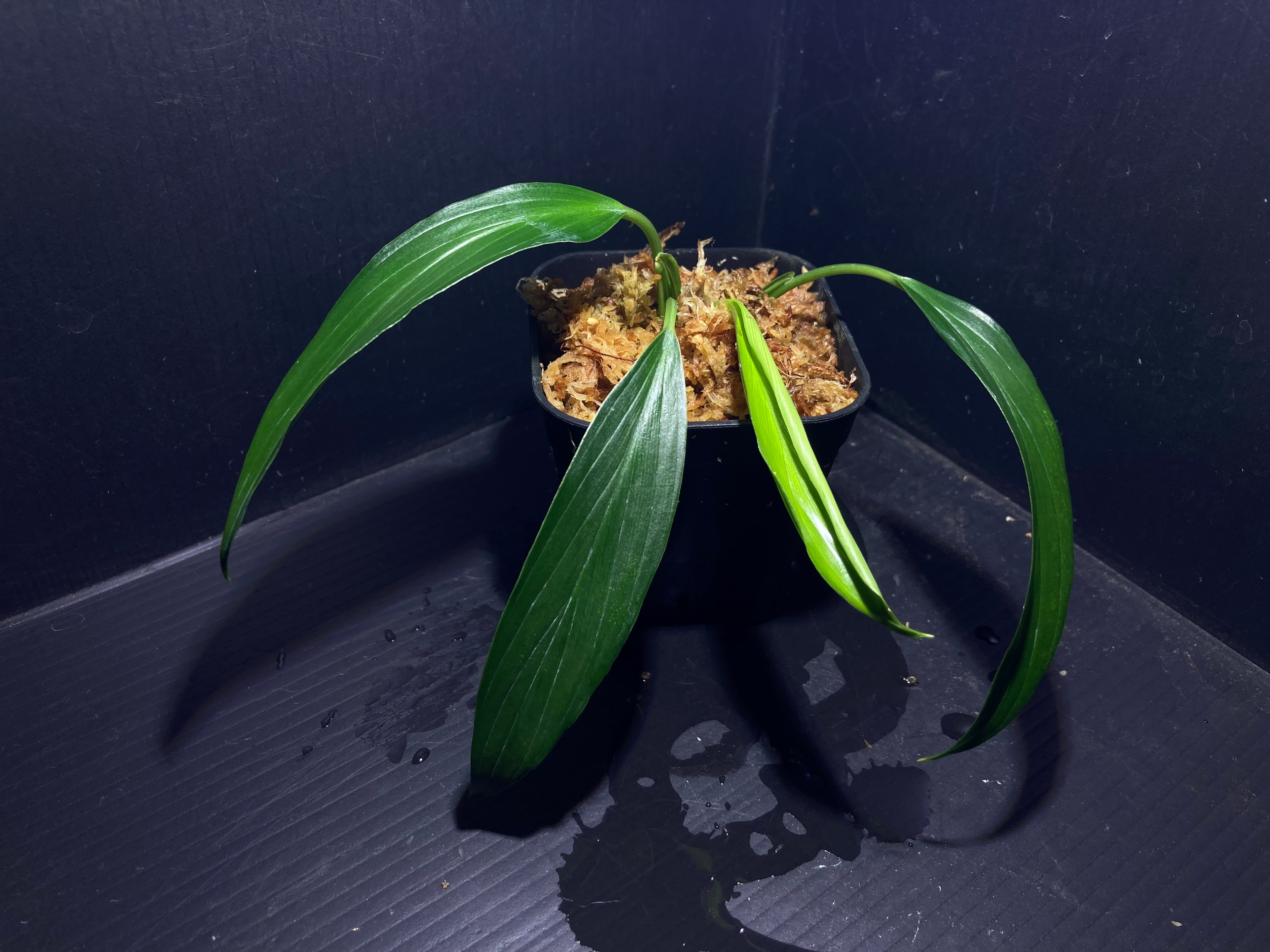Homalomena sp.