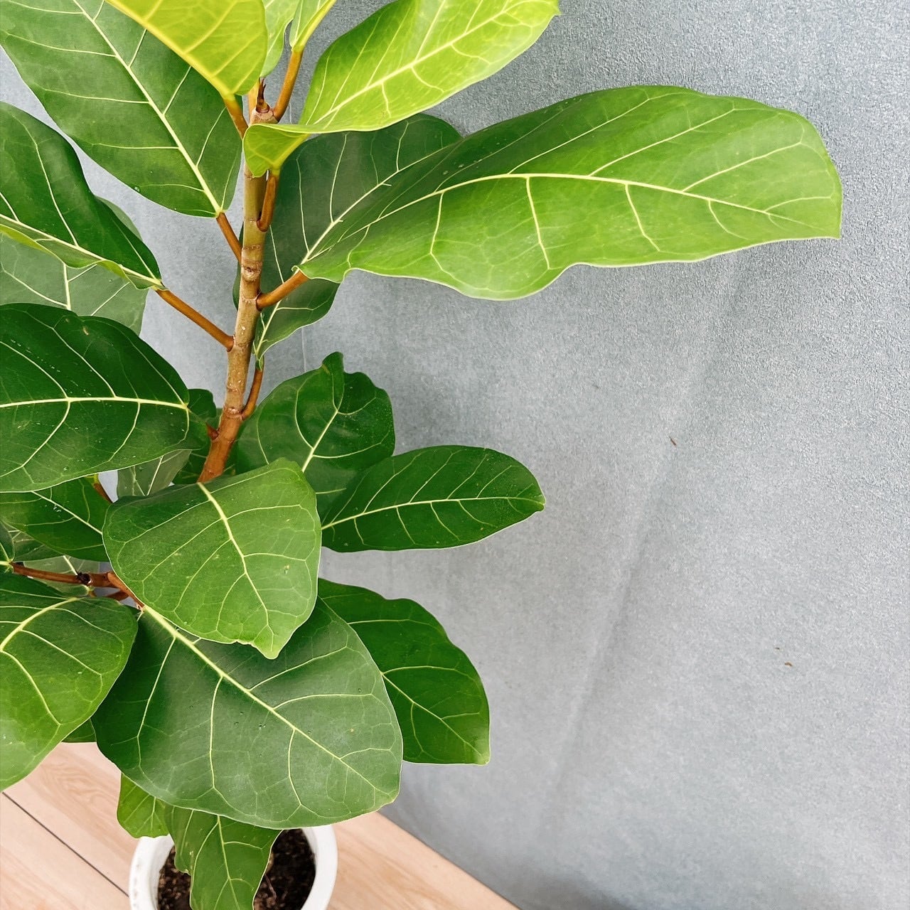 現品］【希少】5番 フィカス アフリカンプリンス 8号 観葉植物 室内