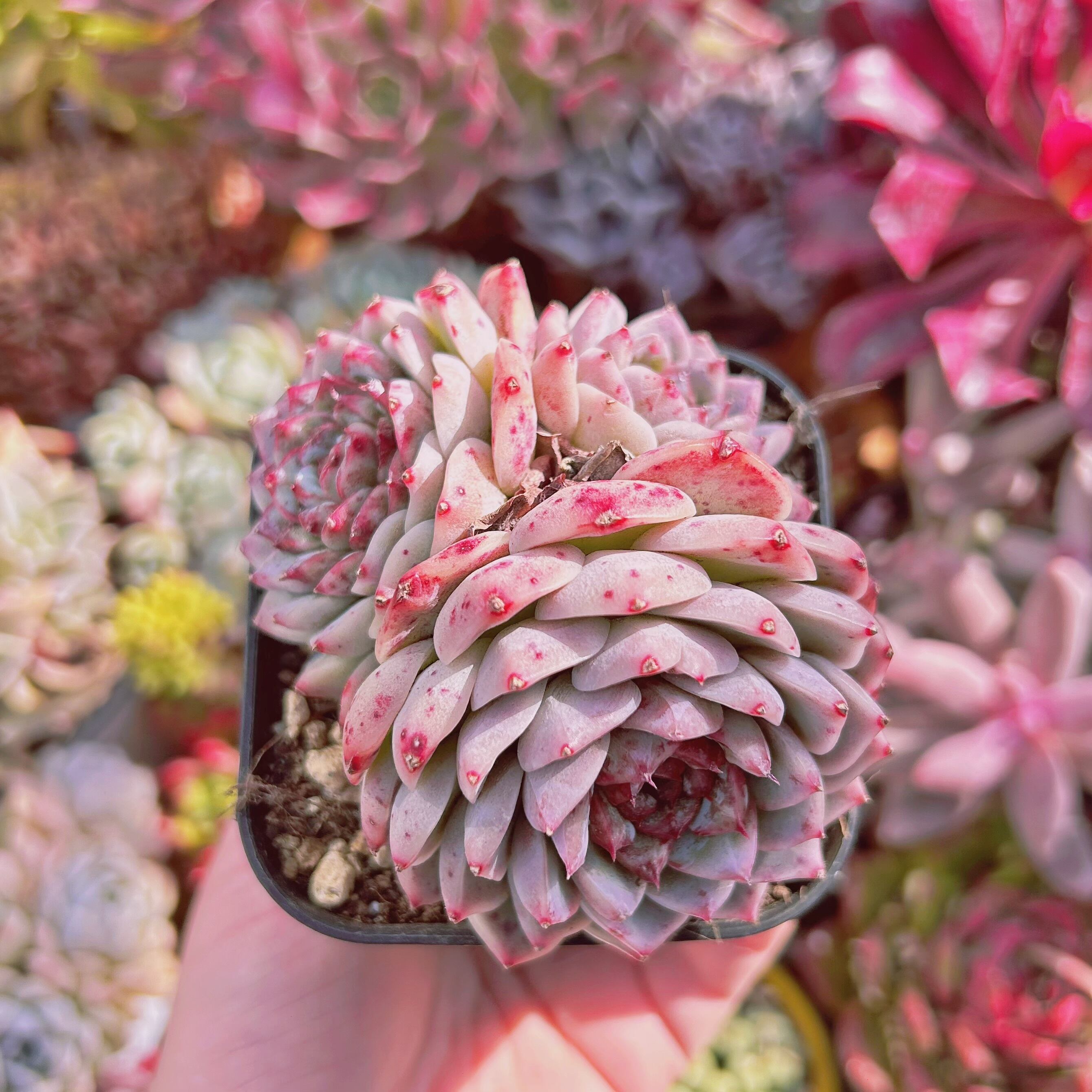 #050現物　多肉植物　ジャムハート　特大群生