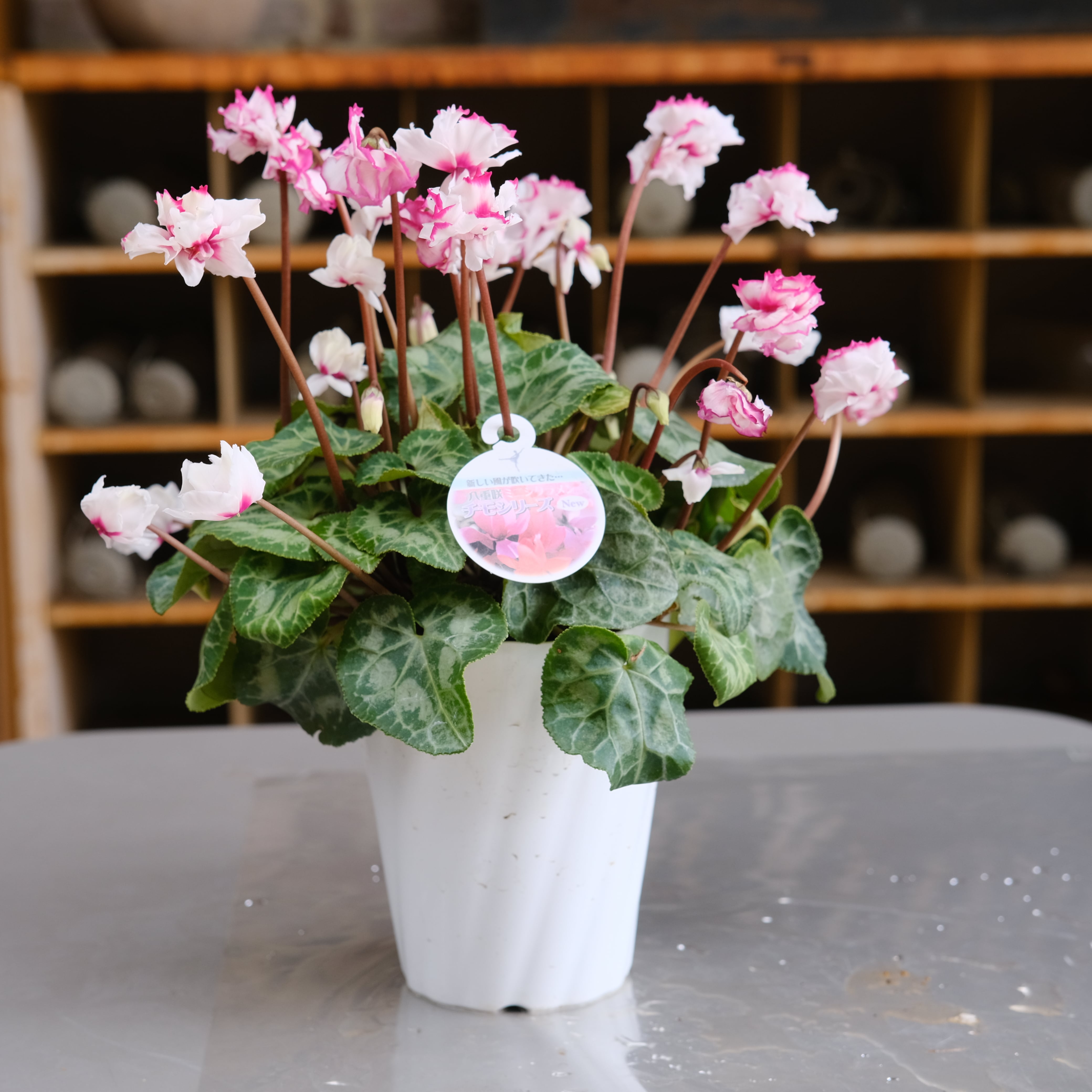 シクラメン チモシリーズ《 ビクトリア 八重 》 | グリーンギャラリー