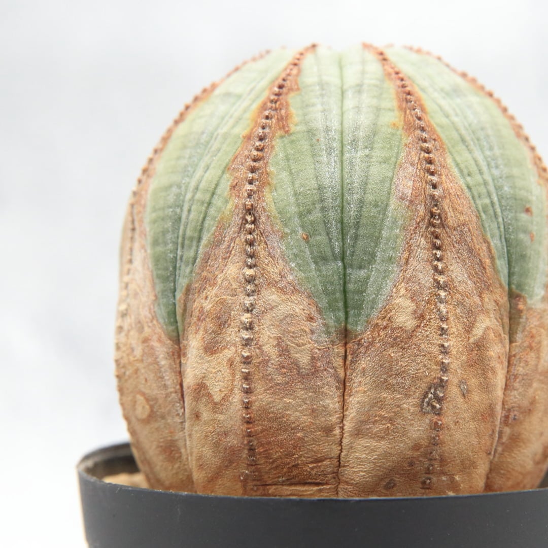 超厳選株 ユーフォルビア オベサ 木質化 超美模様 美形 Lighthouse Plants 海外実生株のオベサを中心に 輸入植物を扱うプランツ セレクトショップ