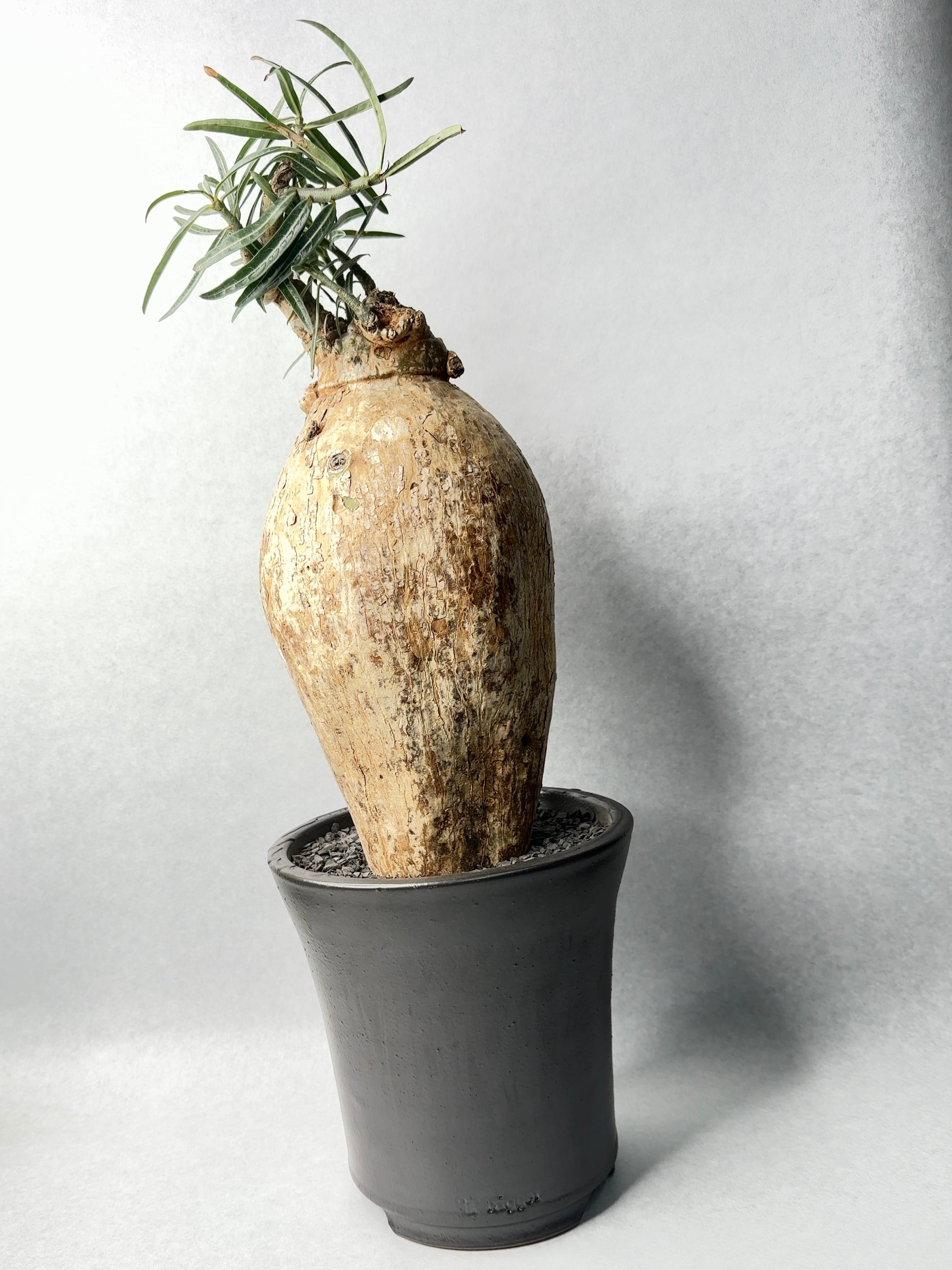 アデニウム・ソマレンセ | trigger