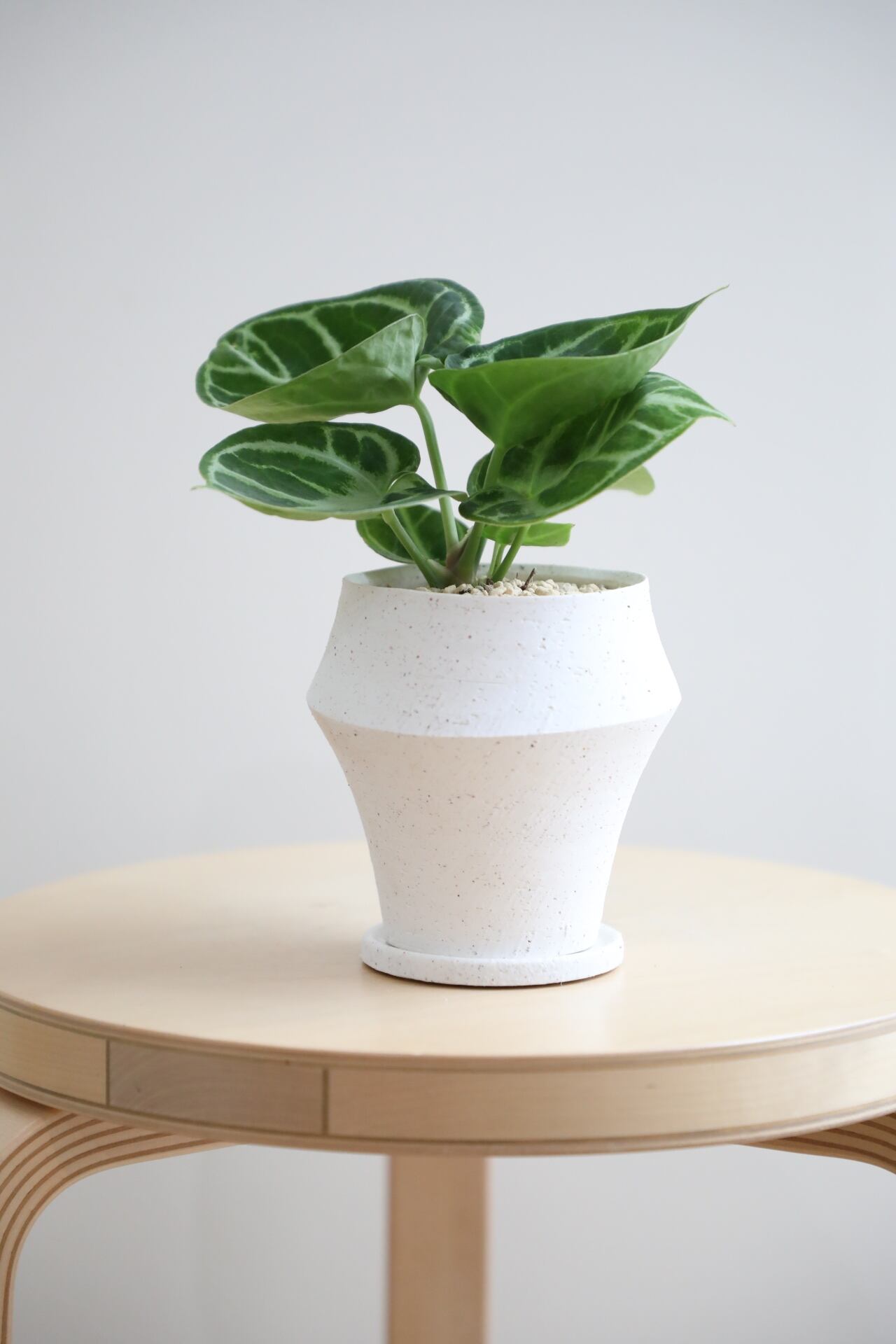 高品質　クリスタリナ産　ペンデュラム　美しい形状　4 S】アンスリウム クリスタリナム/Anthurium | 【厳選植物・器】MIDORI